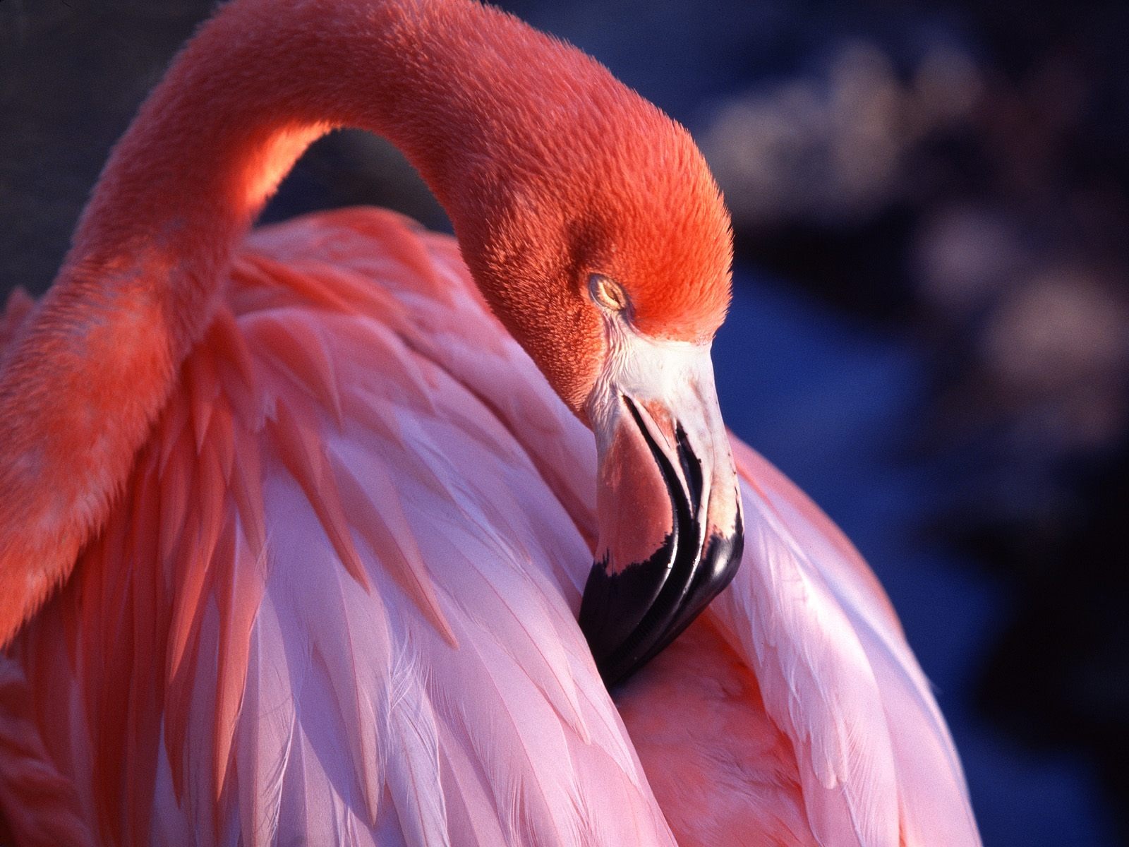Pink Flamingo Wallpaper Birds Animals Wallpapers - Beautiful Pictures Of Flamingos , HD Wallpaper & Backgrounds