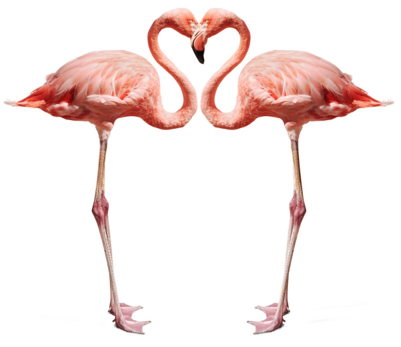 Birds Wall Murals & Wallpaper Two Pink Flamingo White - Flamingo Pictures With White Background , HD Wallpaper & Backgrounds