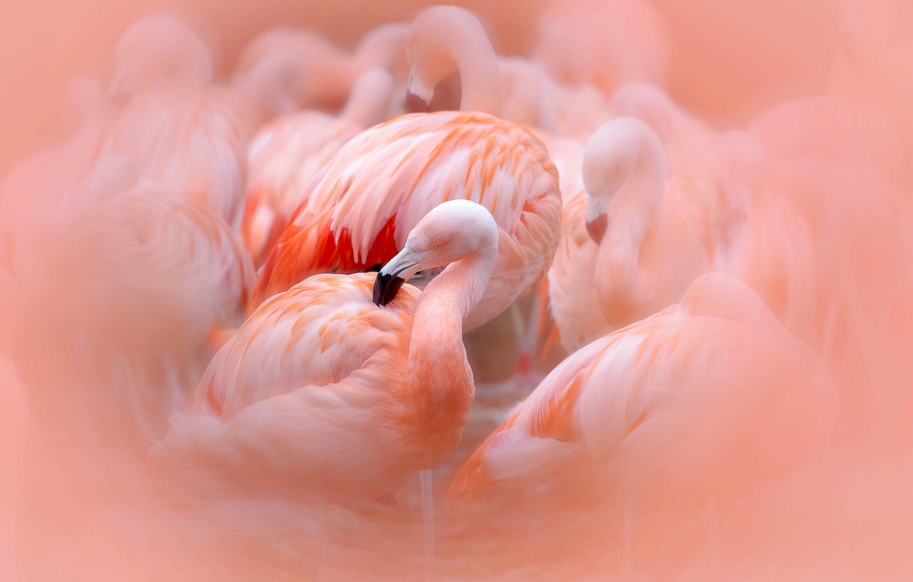 Photo Wallpaper Birds, Pink, Flamingo - Фламинго Рисунок На Рабочий Стол , HD Wallpaper & Backgrounds