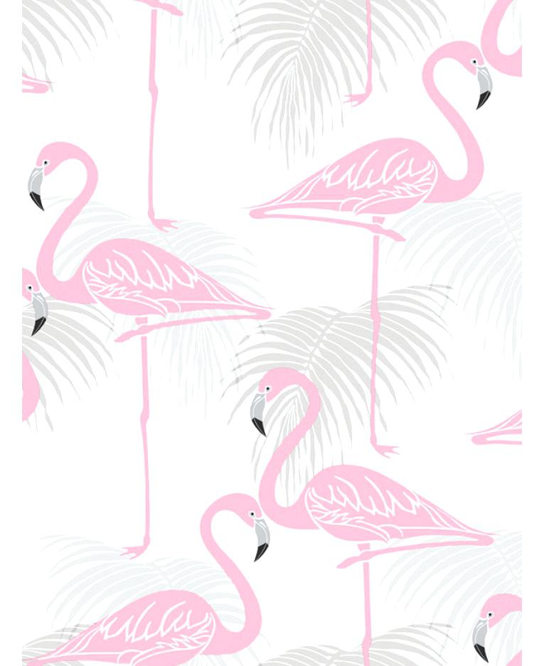 Flamingo - Greater Flamingo , HD Wallpaper & Backgrounds