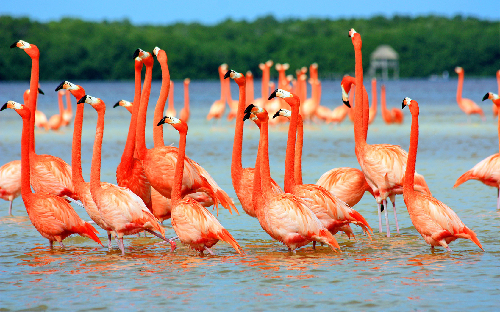 Pink Flamingo Birds In Water - Nature Birds Wallpaper Hd , HD Wallpaper & Backgrounds