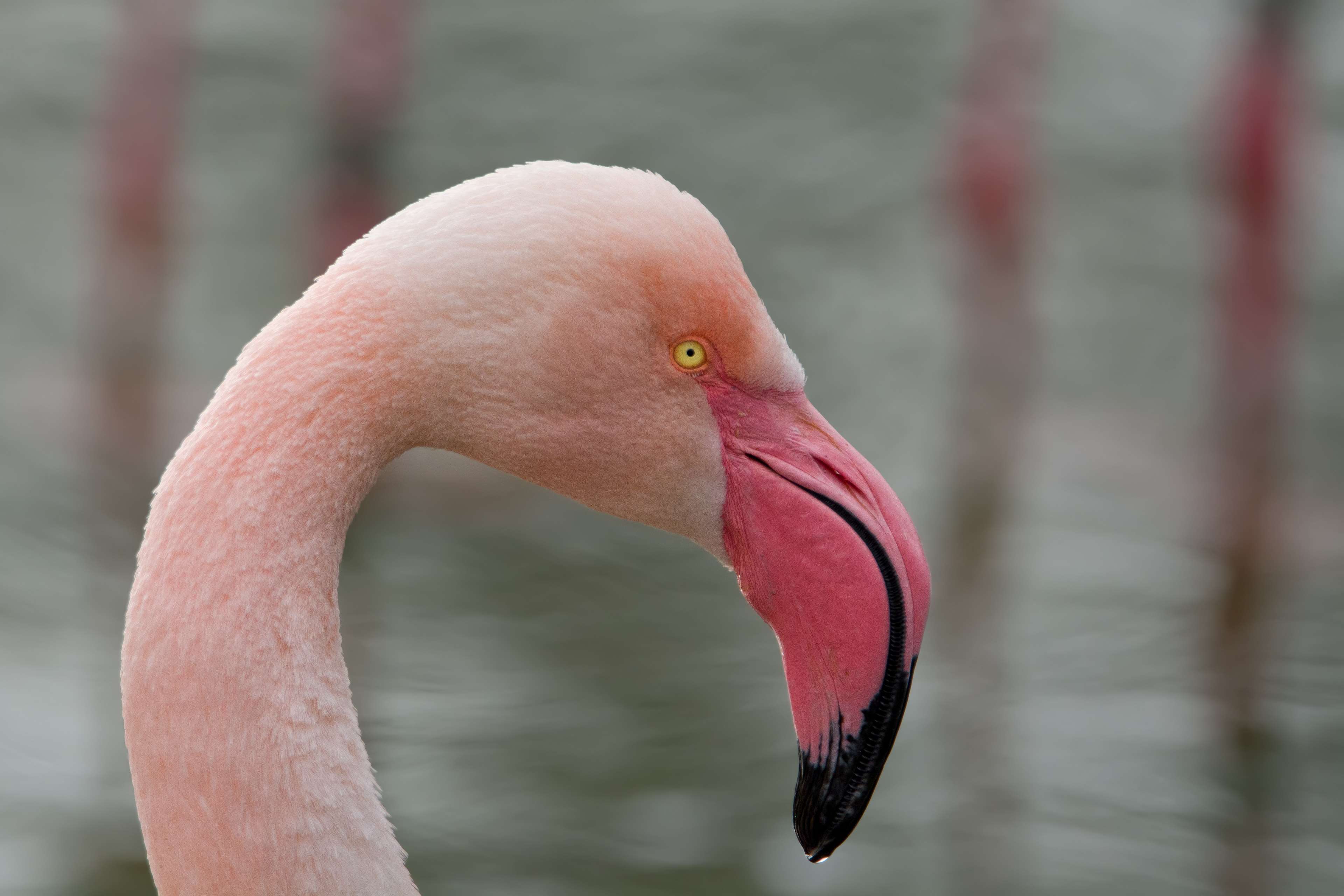 Bill, Bird, Creature, Exot, Flamingo, Nature, Pink - Pink Flamingos Beaks , HD Wallpaper & Backgrounds