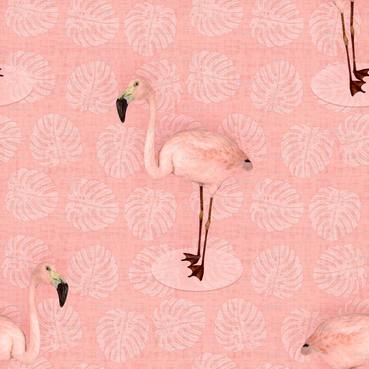 Chileense Flamingo , HD Wallpaper & Backgrounds