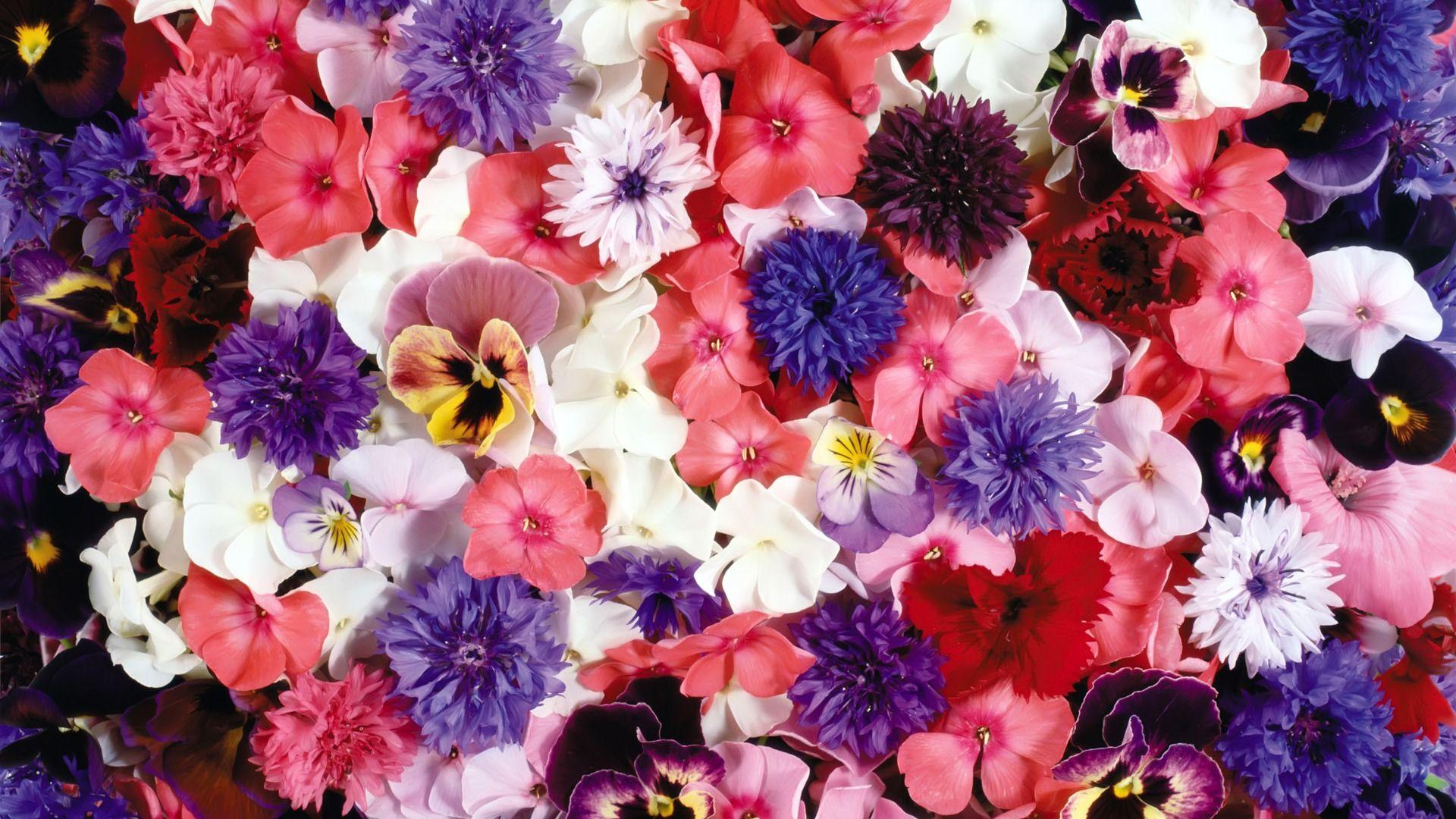 Umgeben Von Herrlichen Blumen Wallpaper - Blumen Bilder , HD Wallpaper & Backgrounds