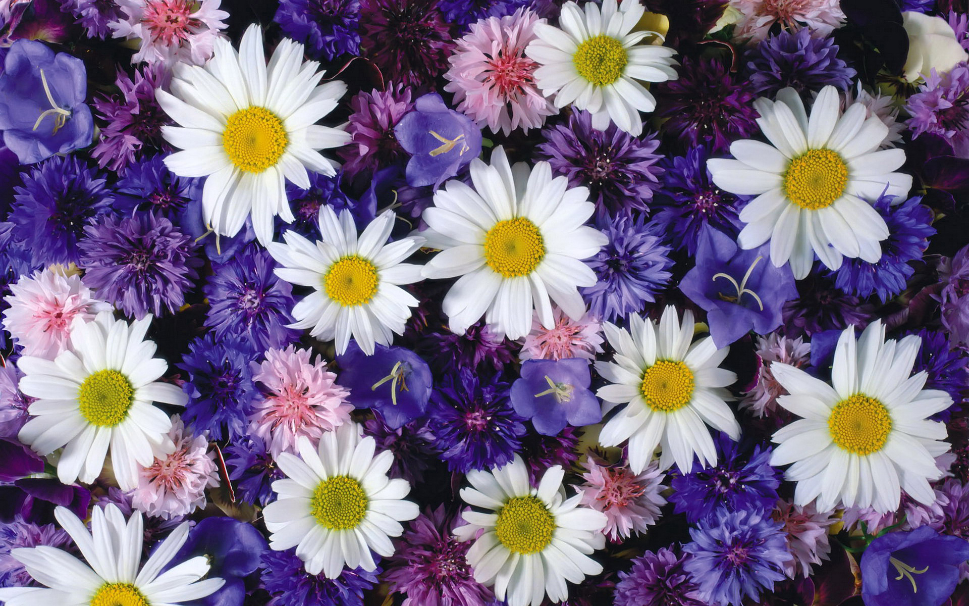 Featured image of post Blumen Hintergrundbilder Pc Aktuell finden sie 534 blumenstr u e und 745 blumen verschicken und pflanzen kaufen bei blumen de