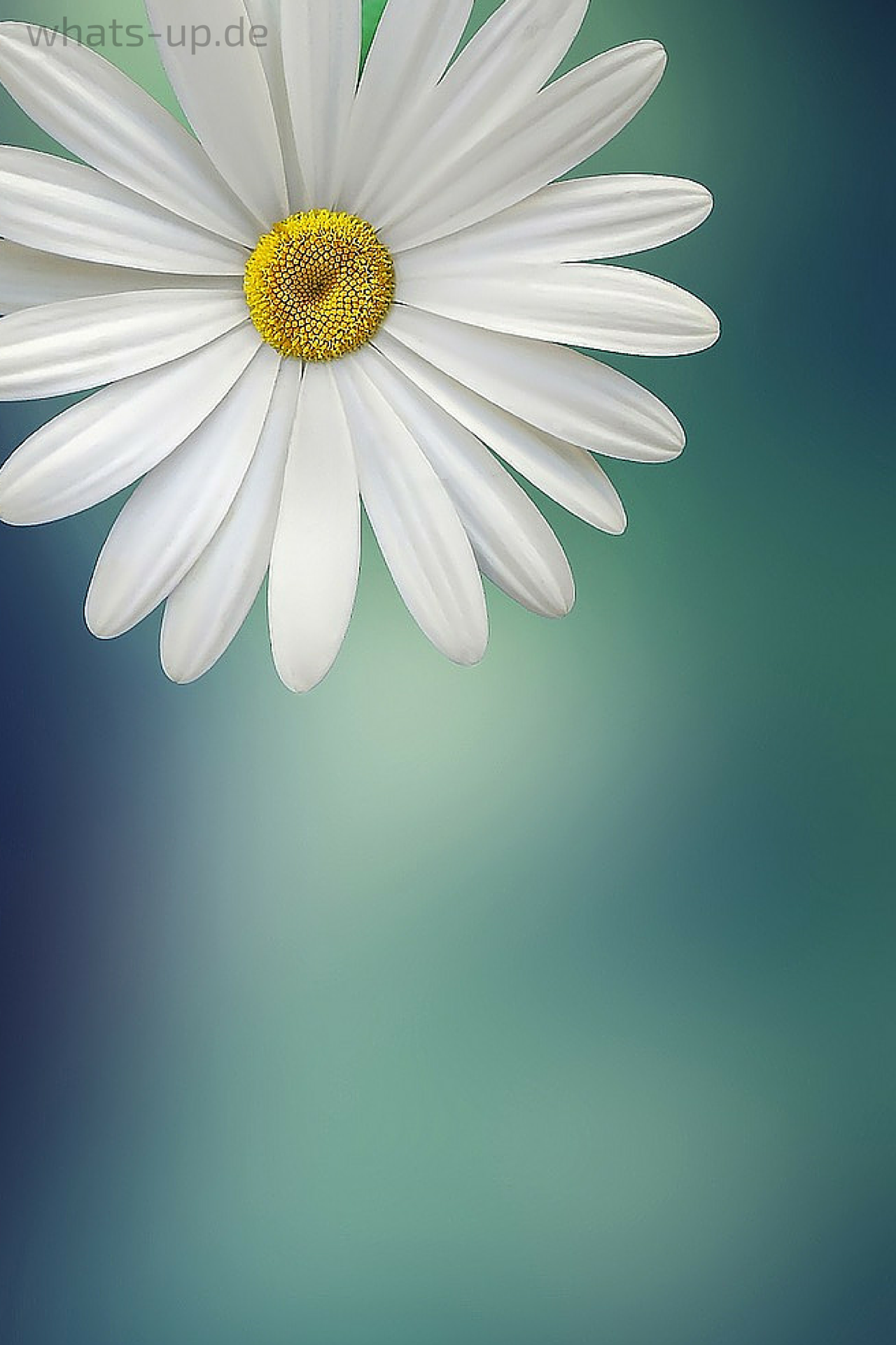 Blume Als Hintergrundbild Für Whatsapp Ändern, Wallpaper - Blume Hintergrundbild Handy , HD Wallpaper & Backgrounds