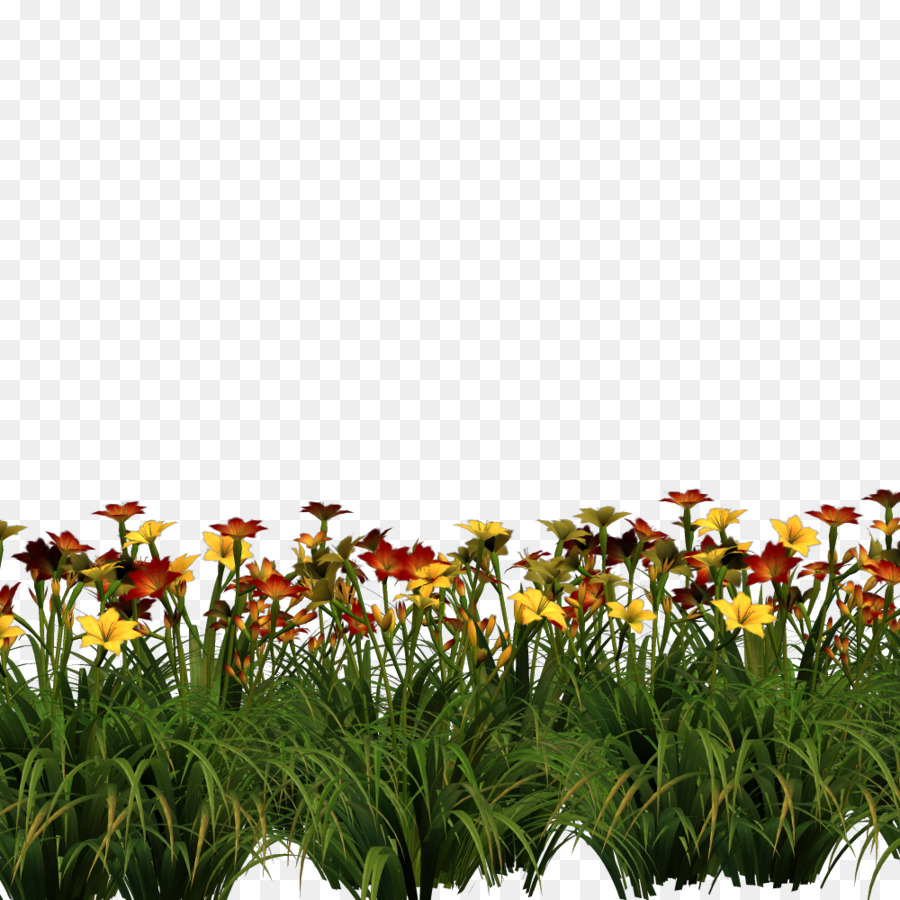 Flower, Desktop Wallpaper, Digital Image, Plant Png - Narcissus , HD Wallpaper & Backgrounds