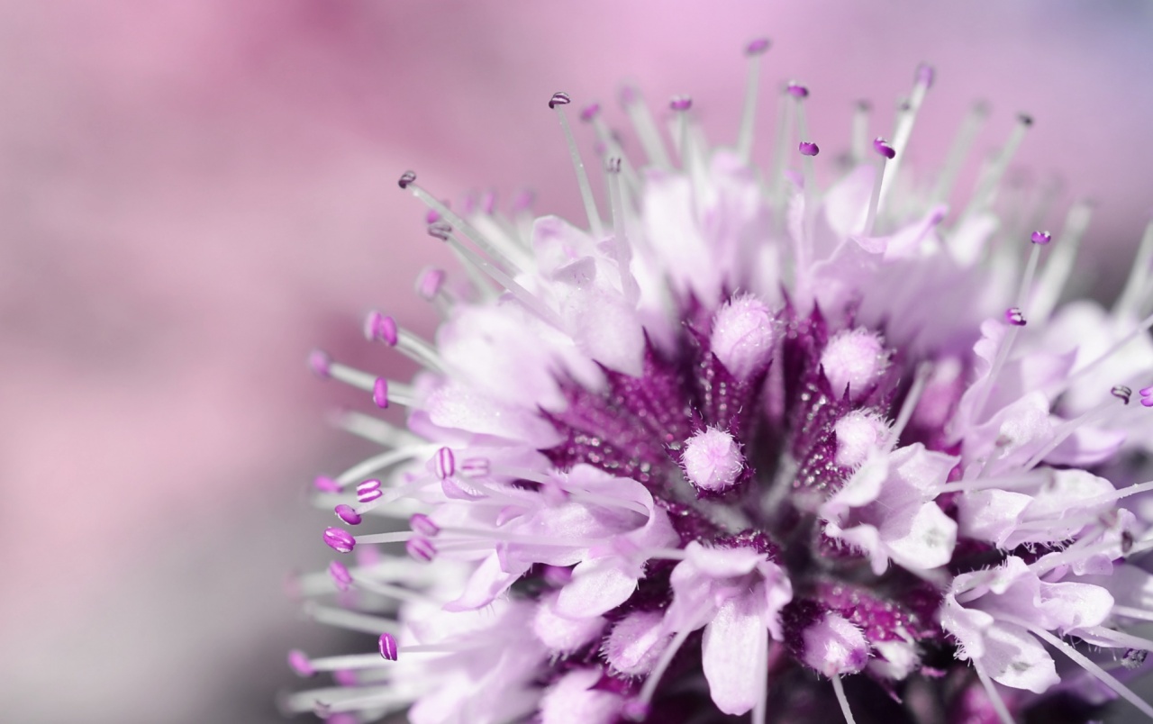 Purple Flower Wallpapers And Stock Photos - Blumen Verschwommen , HD Wallpaper & Backgrounds