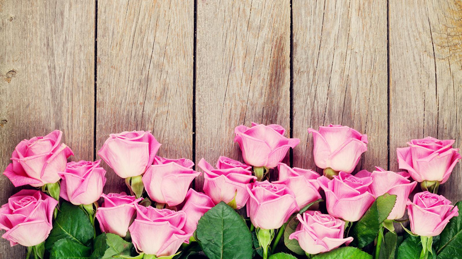 Blumen Wallpaper - Pink Roses In Wood , HD Wallpaper & Backgrounds