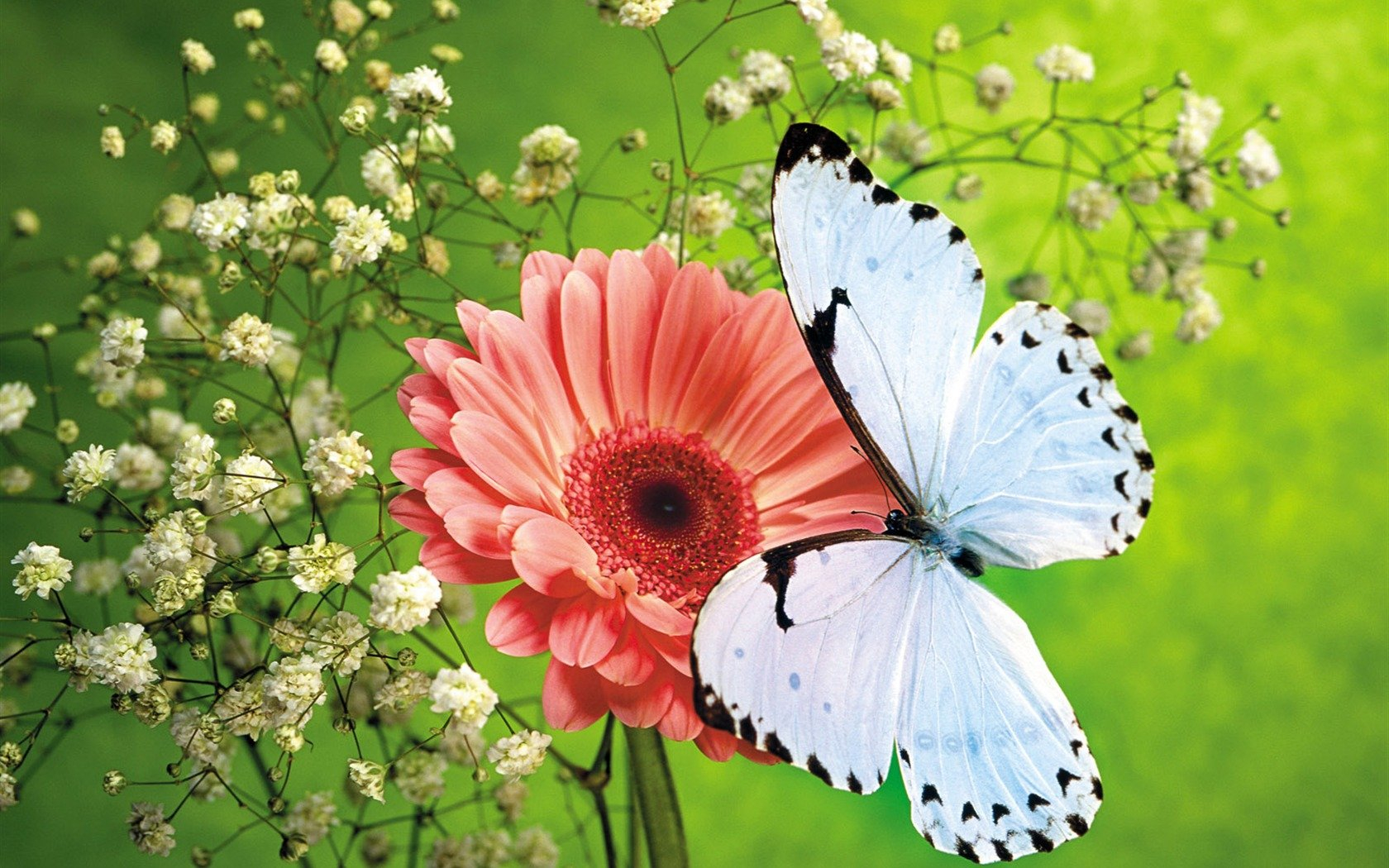 Schmetterlinge Und Blumen Wallpaper Album , HD Wallpaper & Backgrounds