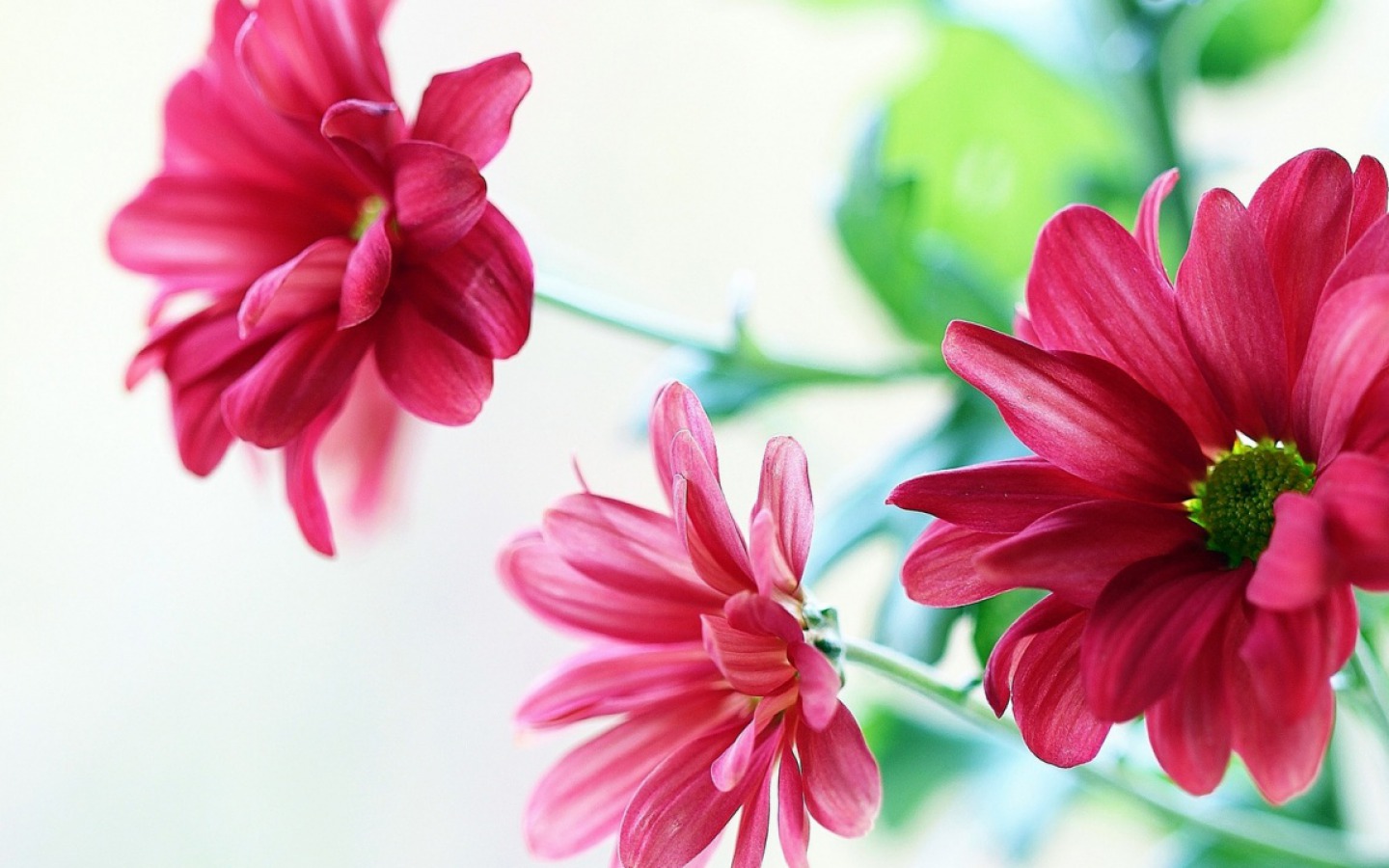 Blumen - Beautiful Flowers Wallpapers For Facebook , HD Wallpaper & Backgrounds