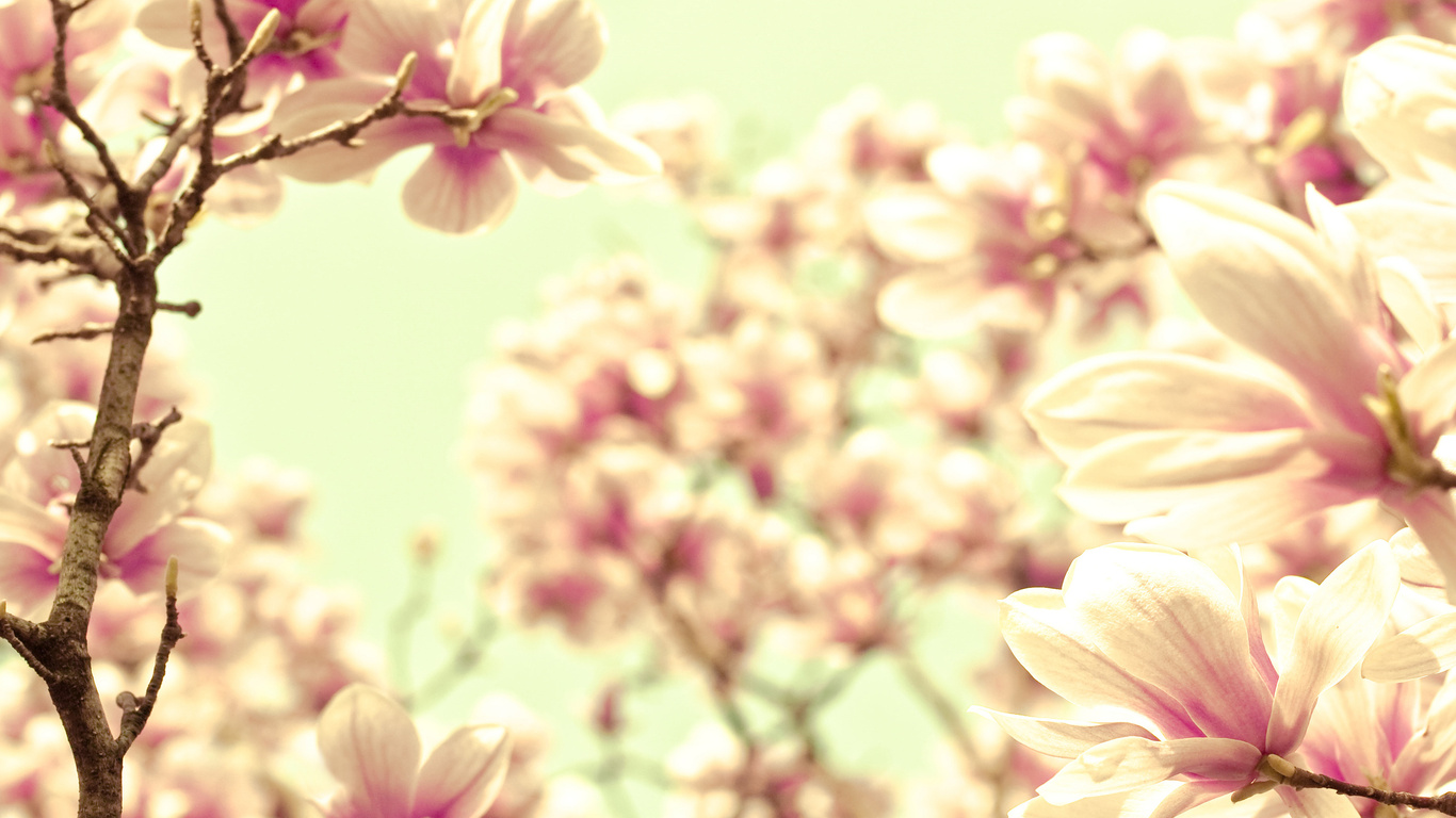 Hd Fruhling Hintergrundbilder Fruhjahr - Helle Hintergrundbilder Blumen , HD Wallpaper & Backgrounds