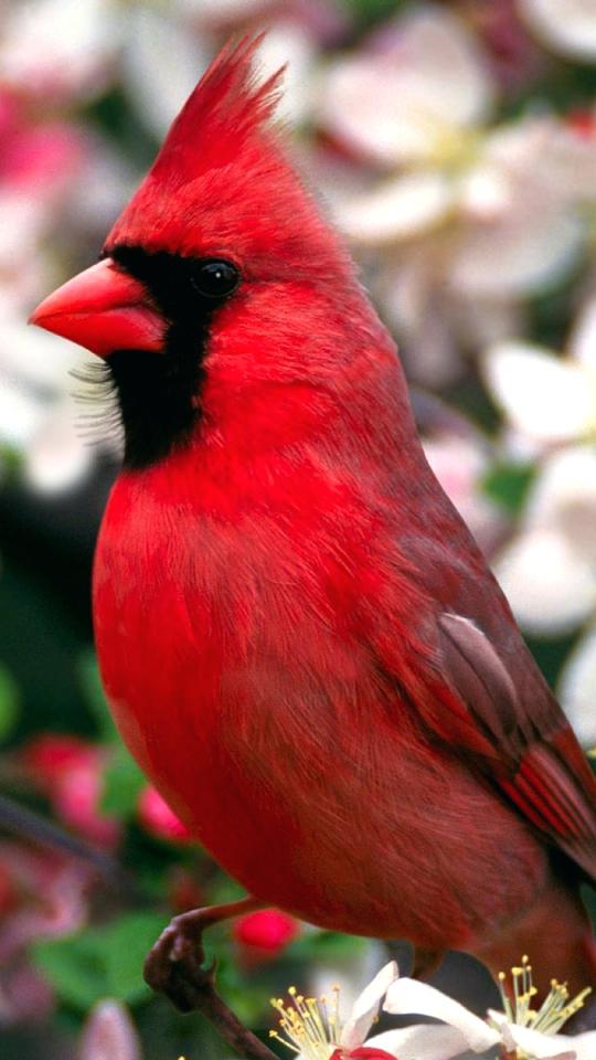 Cardinal Wallpaper Animal Cardinal Mobile Wallpaper - Black Patch Sublimation Mug , HD Wallpaper & Backgrounds