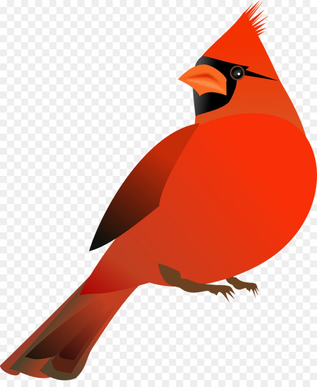 Png Northern Cardinal St Louis Cardinals Bird Clip , HD Wallpaper & Backgrounds