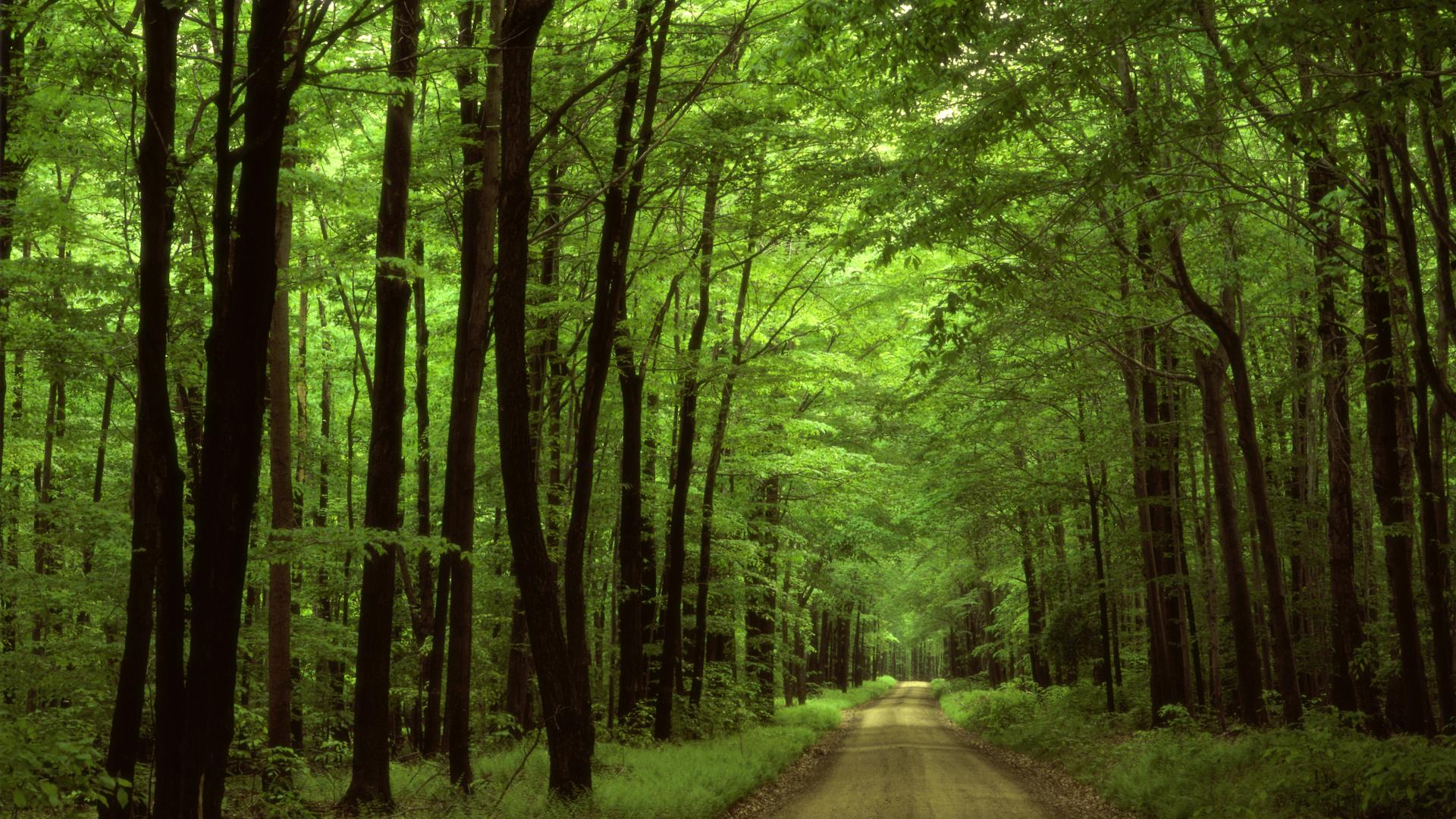 Originalwide Forest Path & Light Wallpapers - Woods In North Carolina , HD Wallpaper & Backgrounds