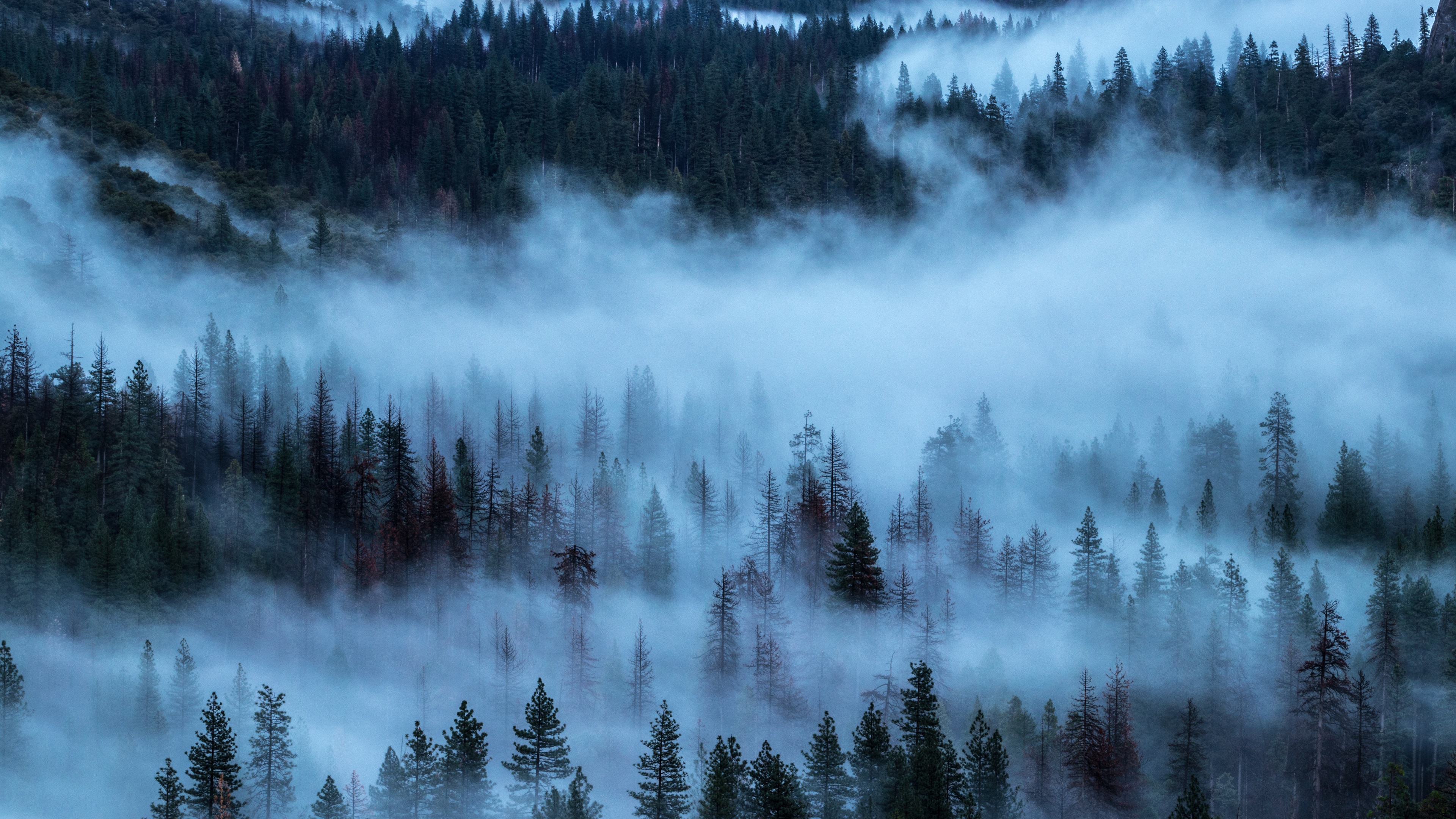 Download This Wallpaper - Forest Fog Wallpaper 4k , HD Wallpaper & Backgrounds