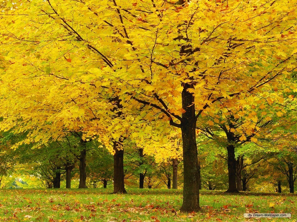 Bosque Outono Autumn Forest Trees Yellow Wallpaper - Maple Tree Park , HD Wallpaper & Backgrounds