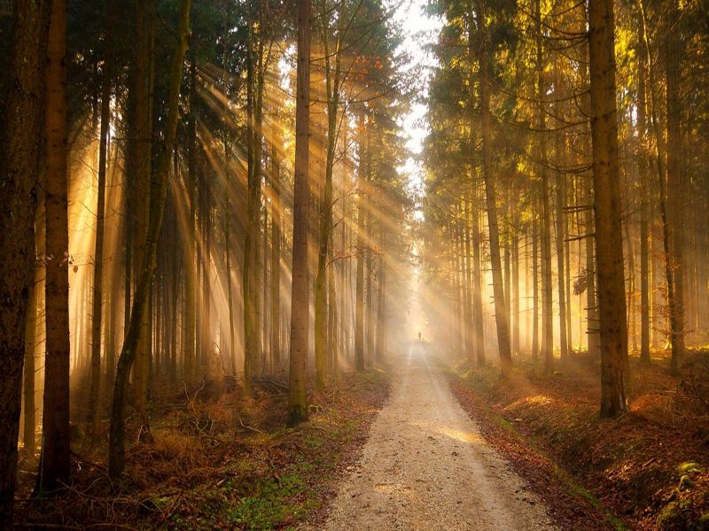 Sol Alumbrando Camino Bosque - Forest Sun Rays , HD Wallpaper & Backgrounds