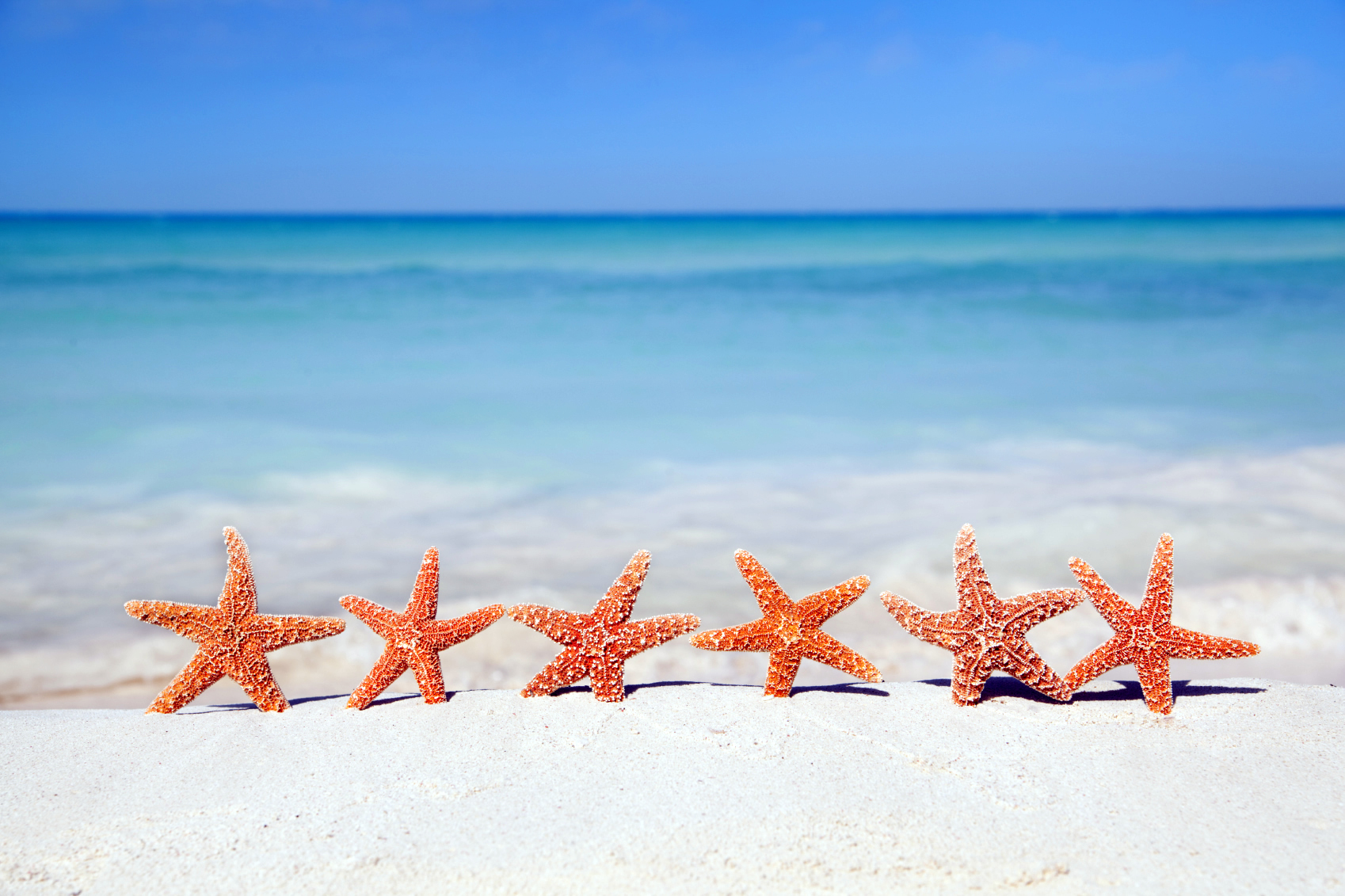 Starfish Wallpaper - Estrellas De Mar En Punta Cana , HD Wallpaper & Backgrounds
