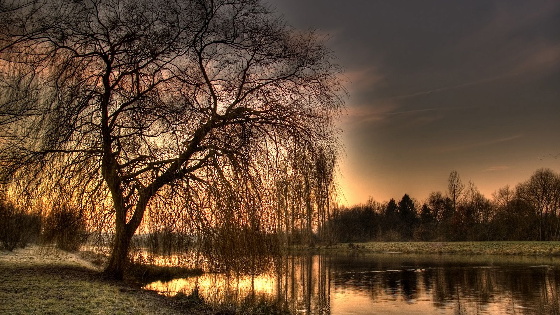 Paisajes Atardecer Hd Wallpaper - Black And White Willow Tree , HD Wallpaper & Backgrounds