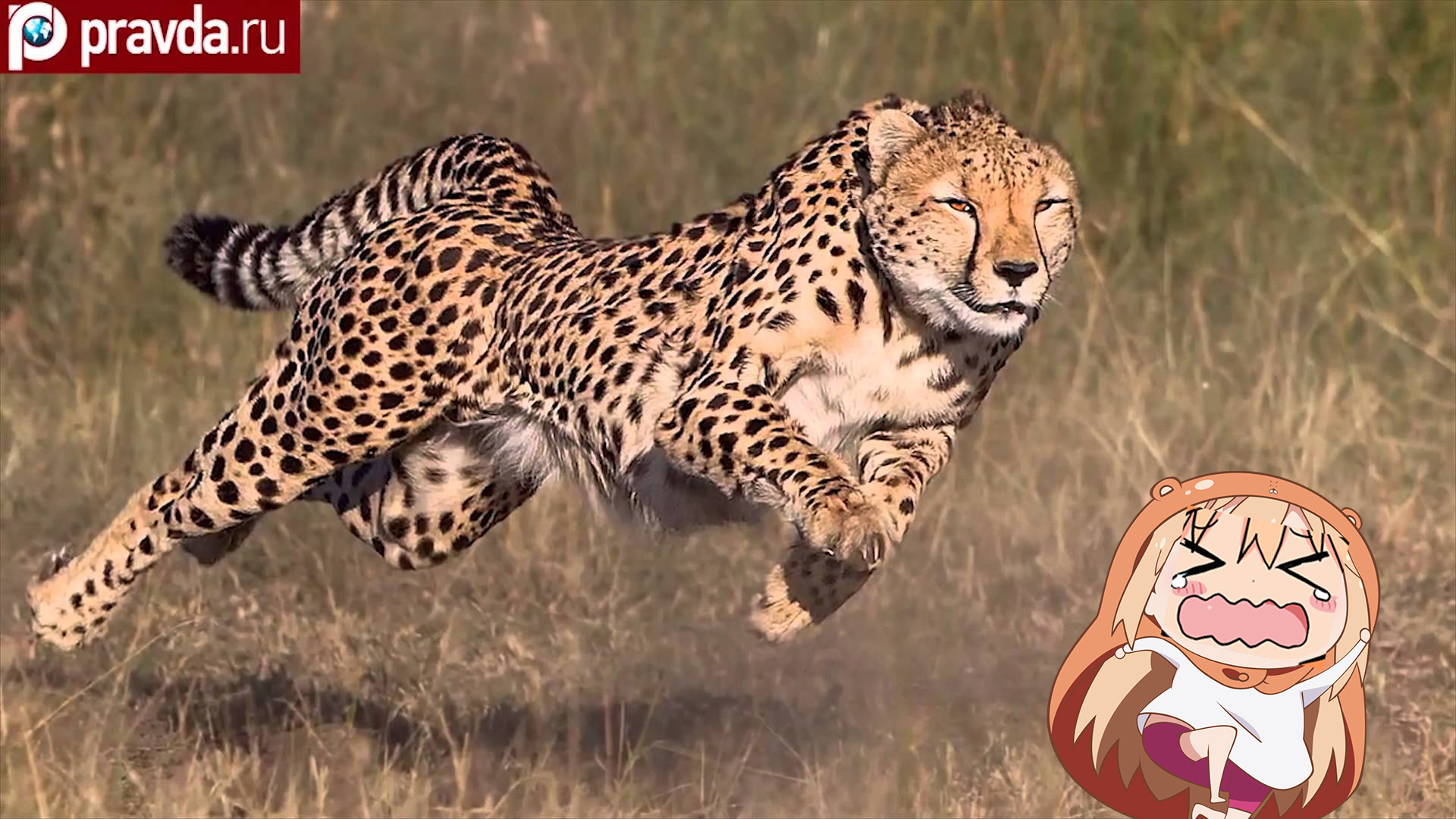 Ru Cheetah Cheetah Terrestrial Animal Wildlife Mammal - Himouto Umaru Chan Wallpaper Hd , HD Wallpaper & Backgrounds