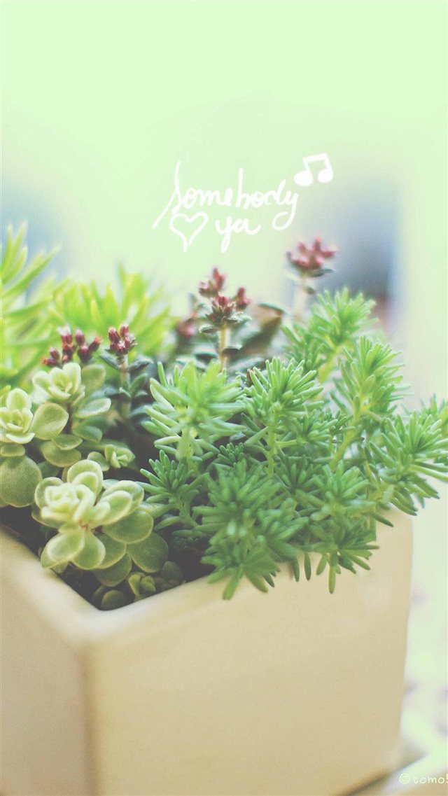 Nature Vitality Aesthetic Fleshy Plant Pot Iphone 8 - Aesthetic Succulent Wallpaper Iphone , HD Wallpaper & Backgrounds