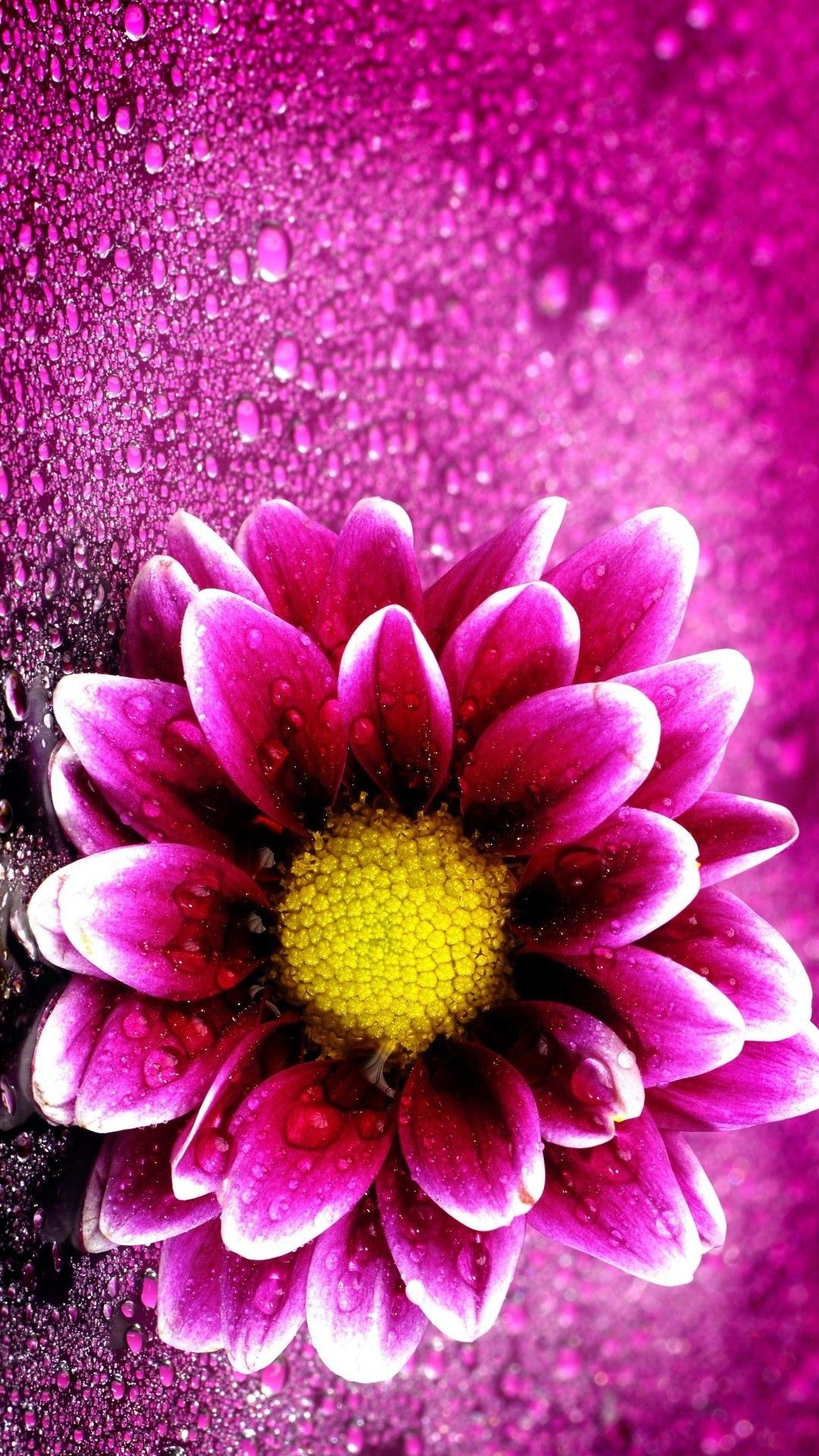 Pink Flower Wallpaper Iphone - Pink Flower , HD Wallpaper & Backgrounds