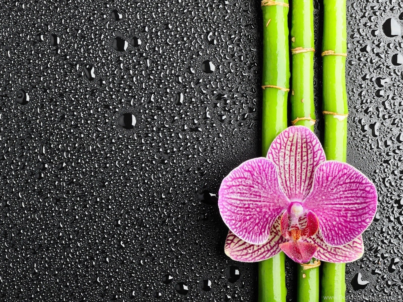 Orchids In Water Wallpaper Mobile - Bamboo With Water Drops , HD Wallpaper & Backgrounds