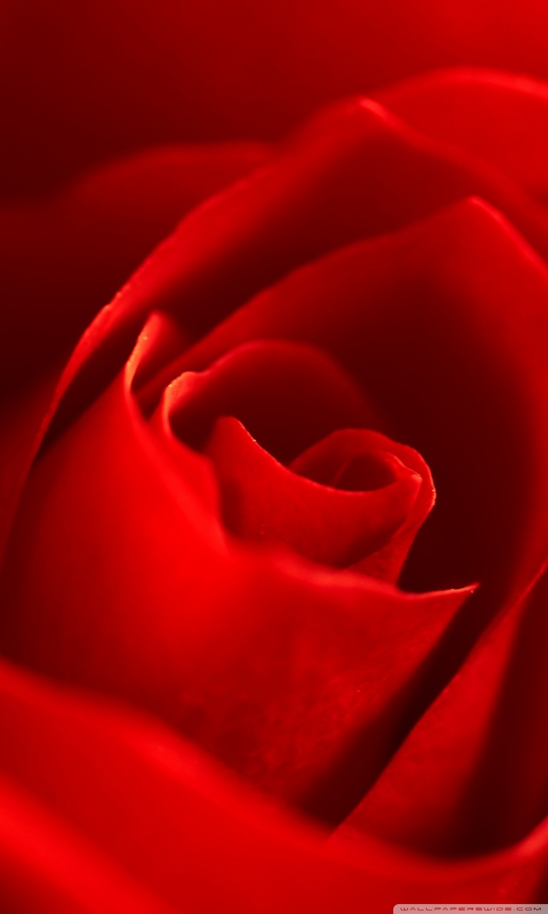 Red Rose Flower Wallpaper - Rose Flower Mobile , HD Wallpaper & Backgrounds