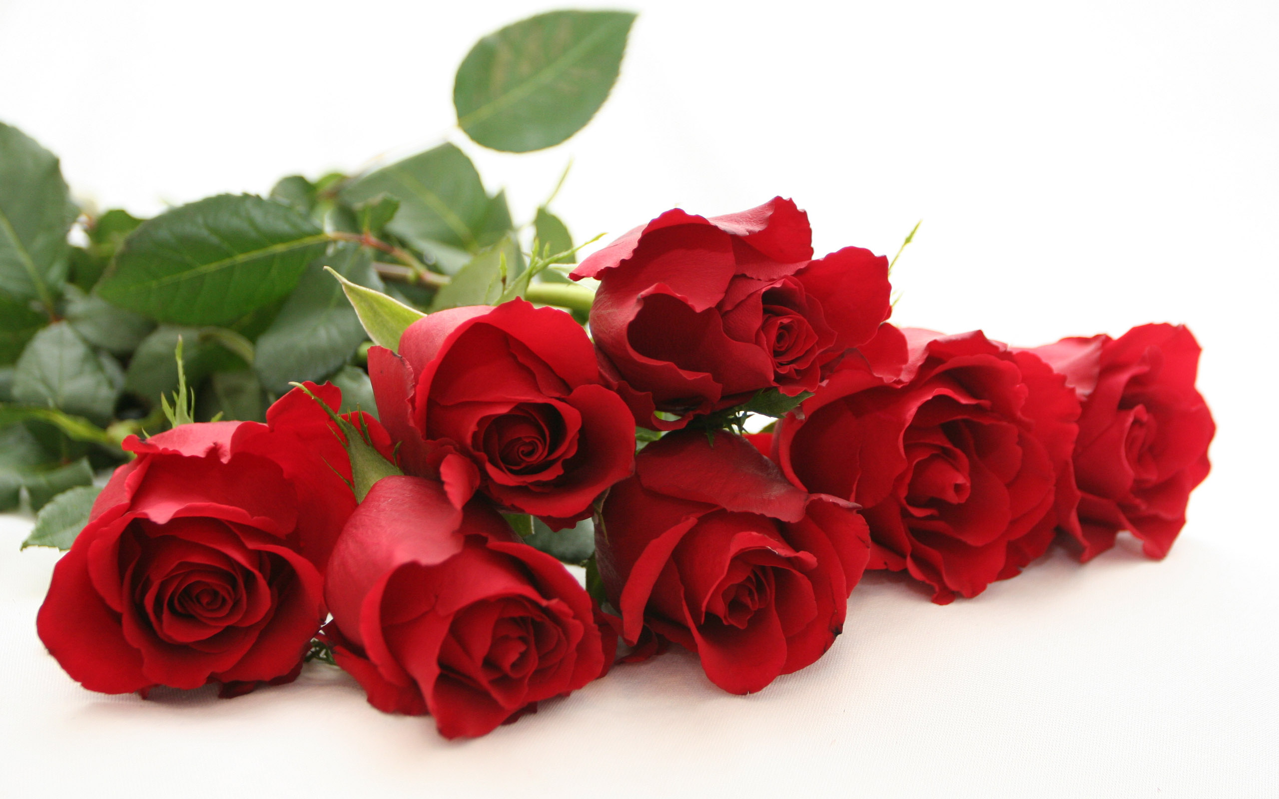 Red Roses - Rose Day Images Download , HD Wallpaper & Backgrounds