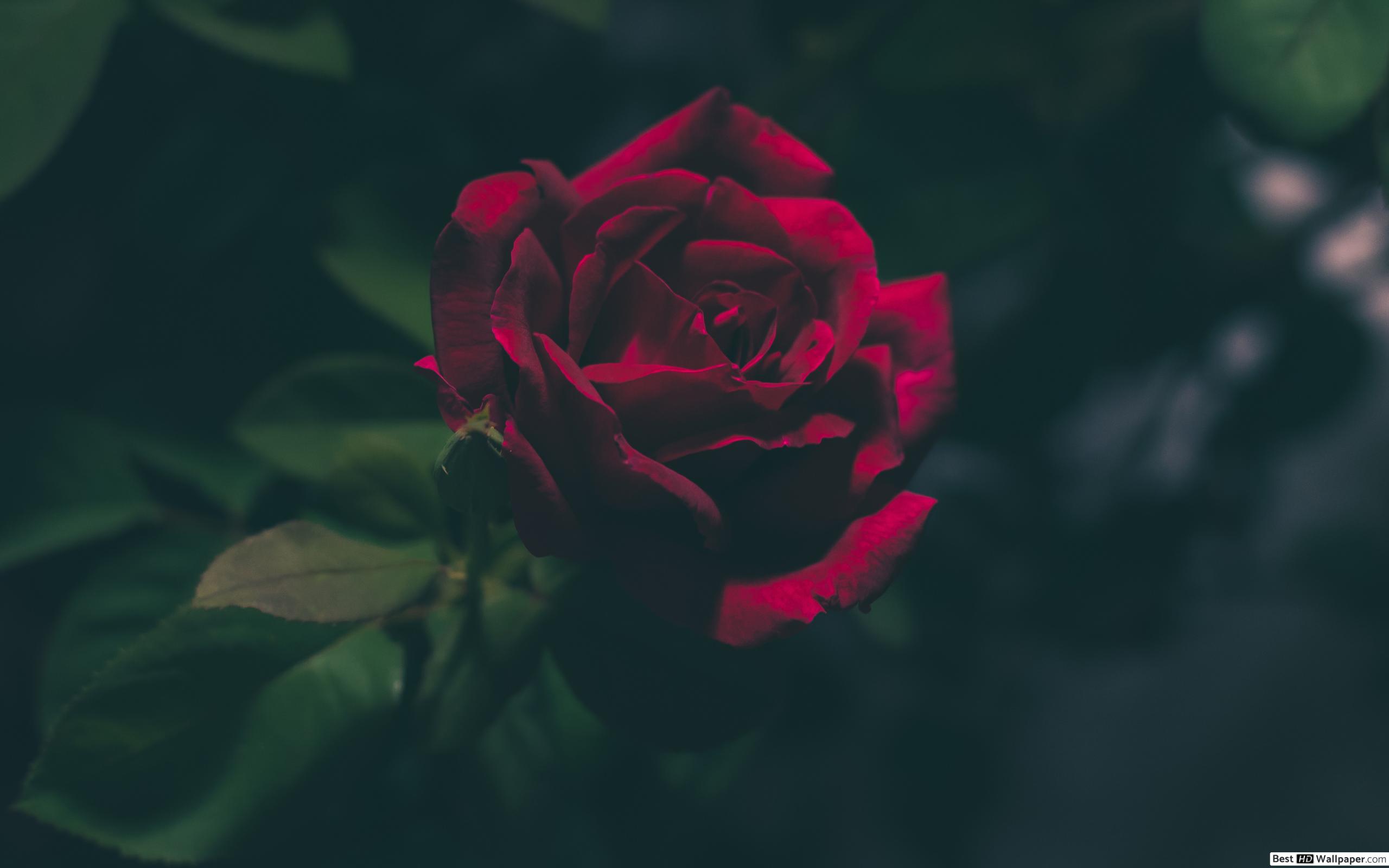Roses With Thorns , HD Wallpaper & Backgrounds