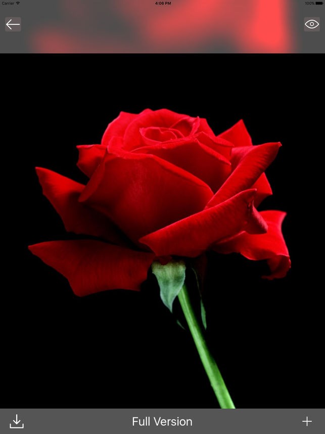 Download Wallpaper - Full Hd Red Rose , HD Wallpaper & Backgrounds