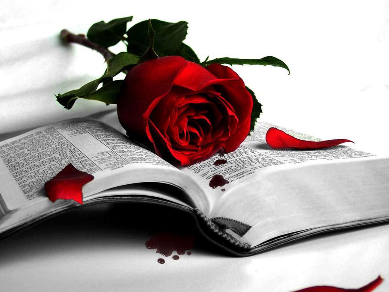 Beautiful Red Rose Wallpaper - Sad Love Wallpapers Download Hd , HD Wallpaper & Backgrounds