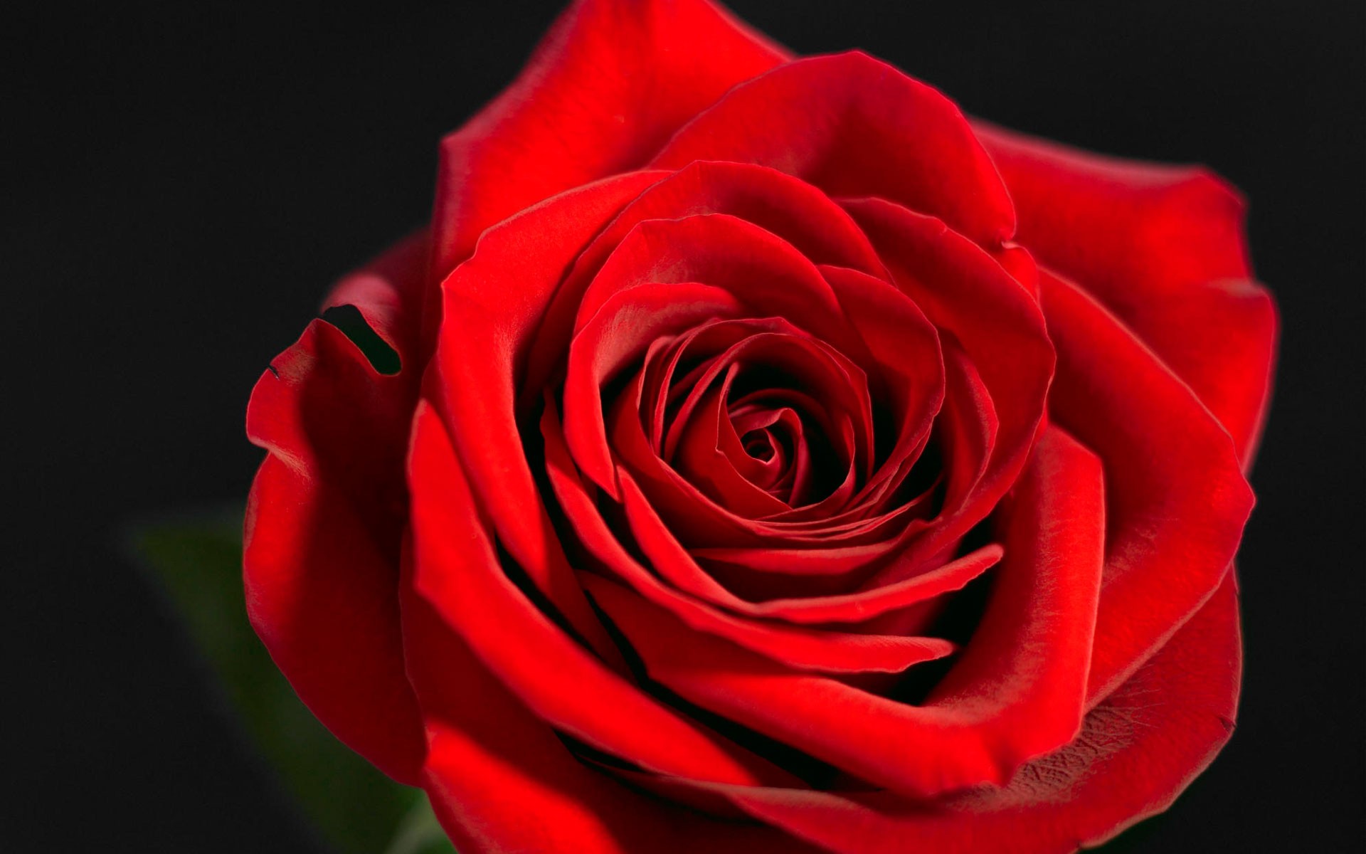 Red Rose Wallpapers Full Hd - High Definition Hd Rose , HD Wallpaper & Backgrounds
