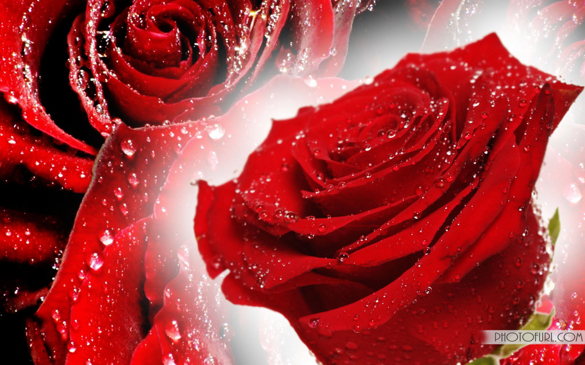 Red Rose Flowers Images Free Download Image Gallery - Flower Rose Free Download , HD Wallpaper & Backgrounds