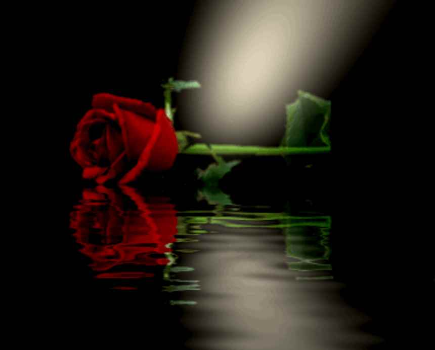 Black And Red Rose Wallpaper Red Rose With Love Hd Wallpaper Backgrounds Download