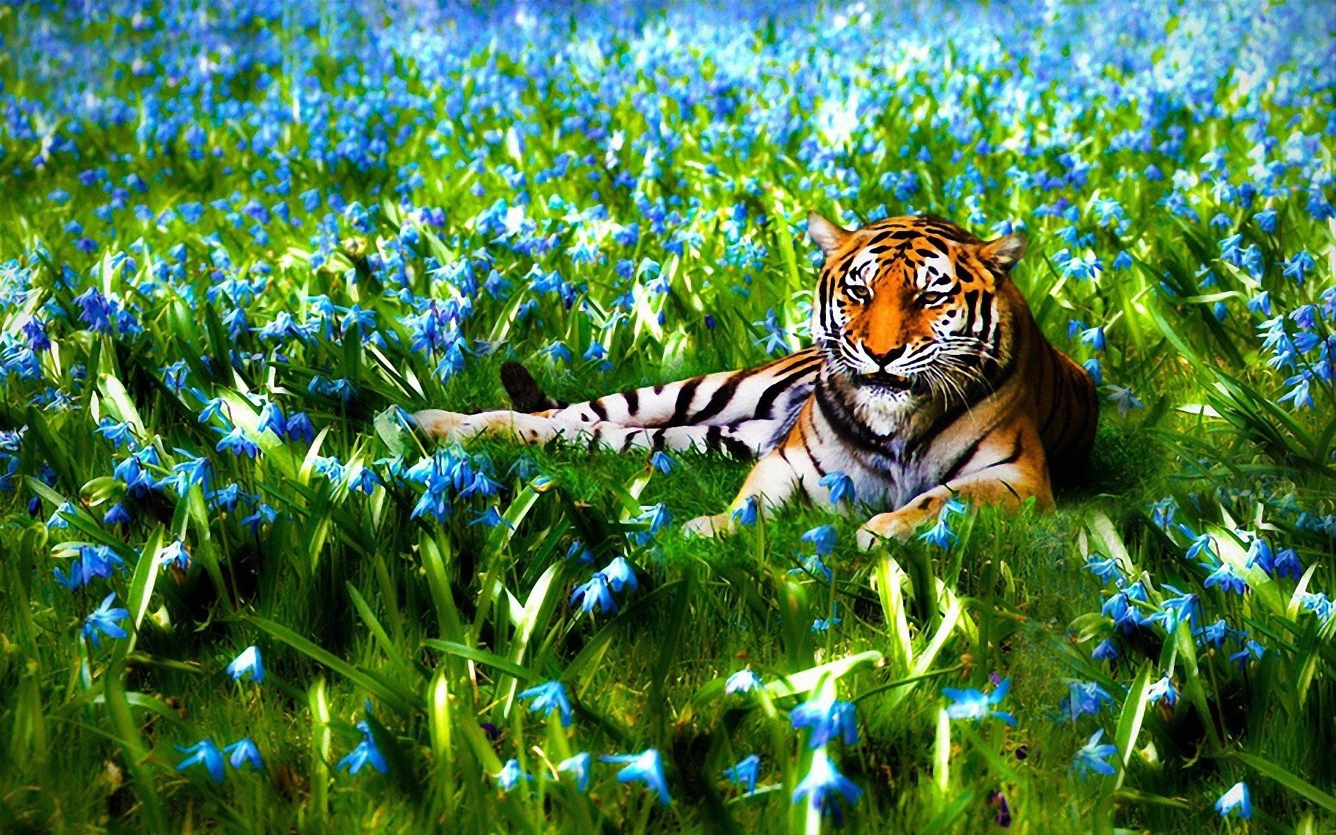Beautiful Nature Wallpaper Hd 3d Nature Cool Cute Nature - Ultra Hd Animal Wallpapers 4k , HD Wallpaper & Backgrounds