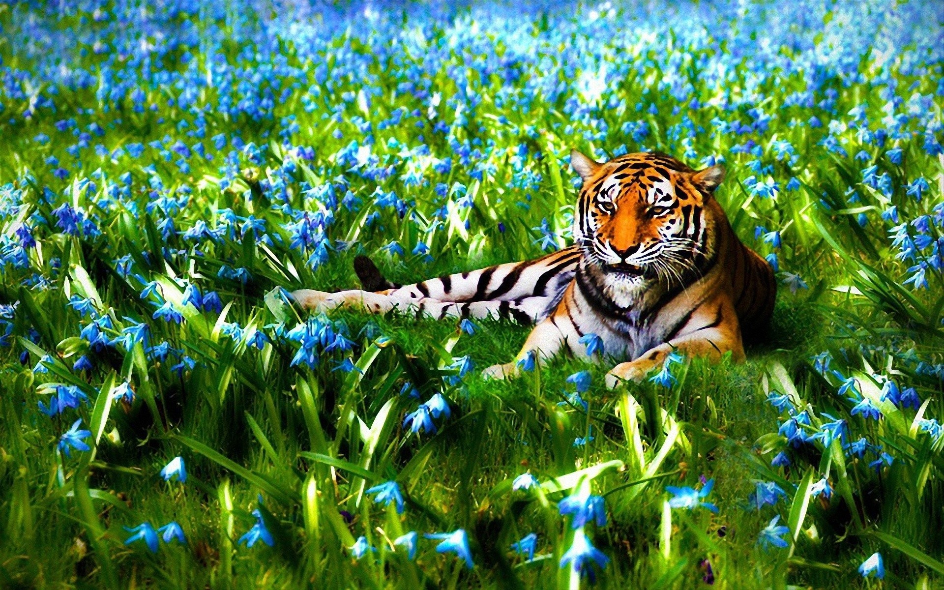 Animal Nature Scenery Wallpaper