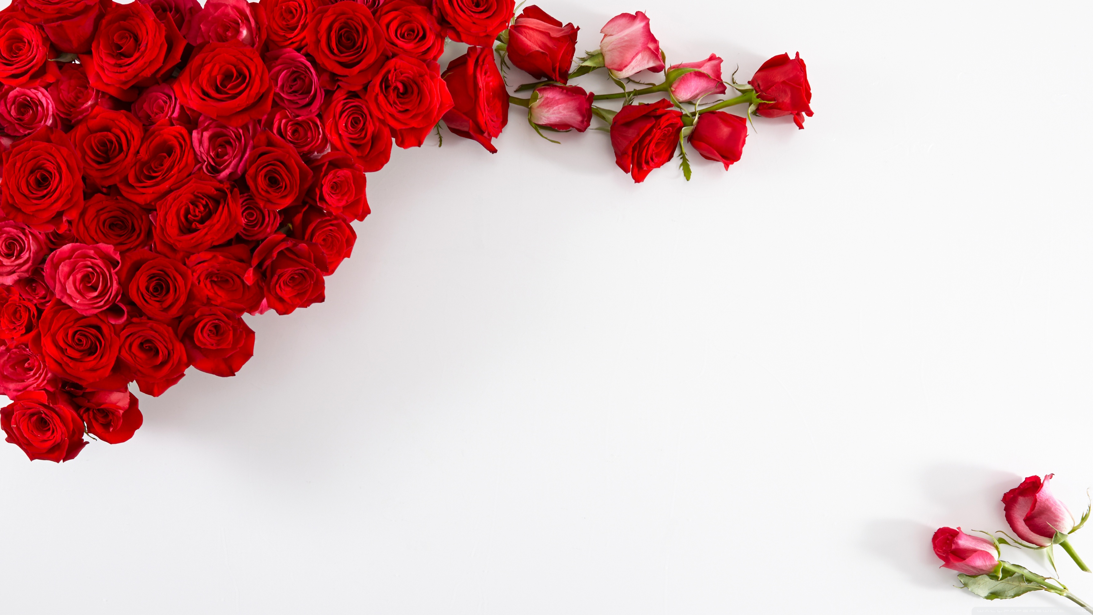 Uhd - Red Rose Flower Background , HD Wallpaper & Backgrounds