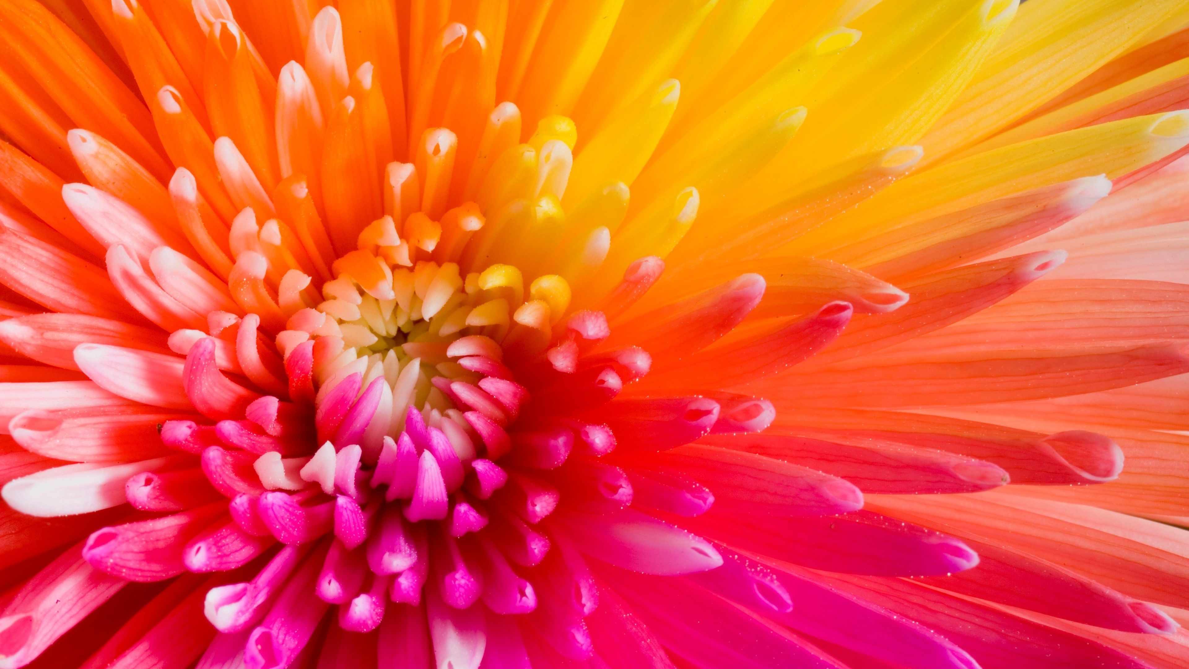 2k - Pink Orange And Yellow Flowers , HD Wallpaper & Backgrounds