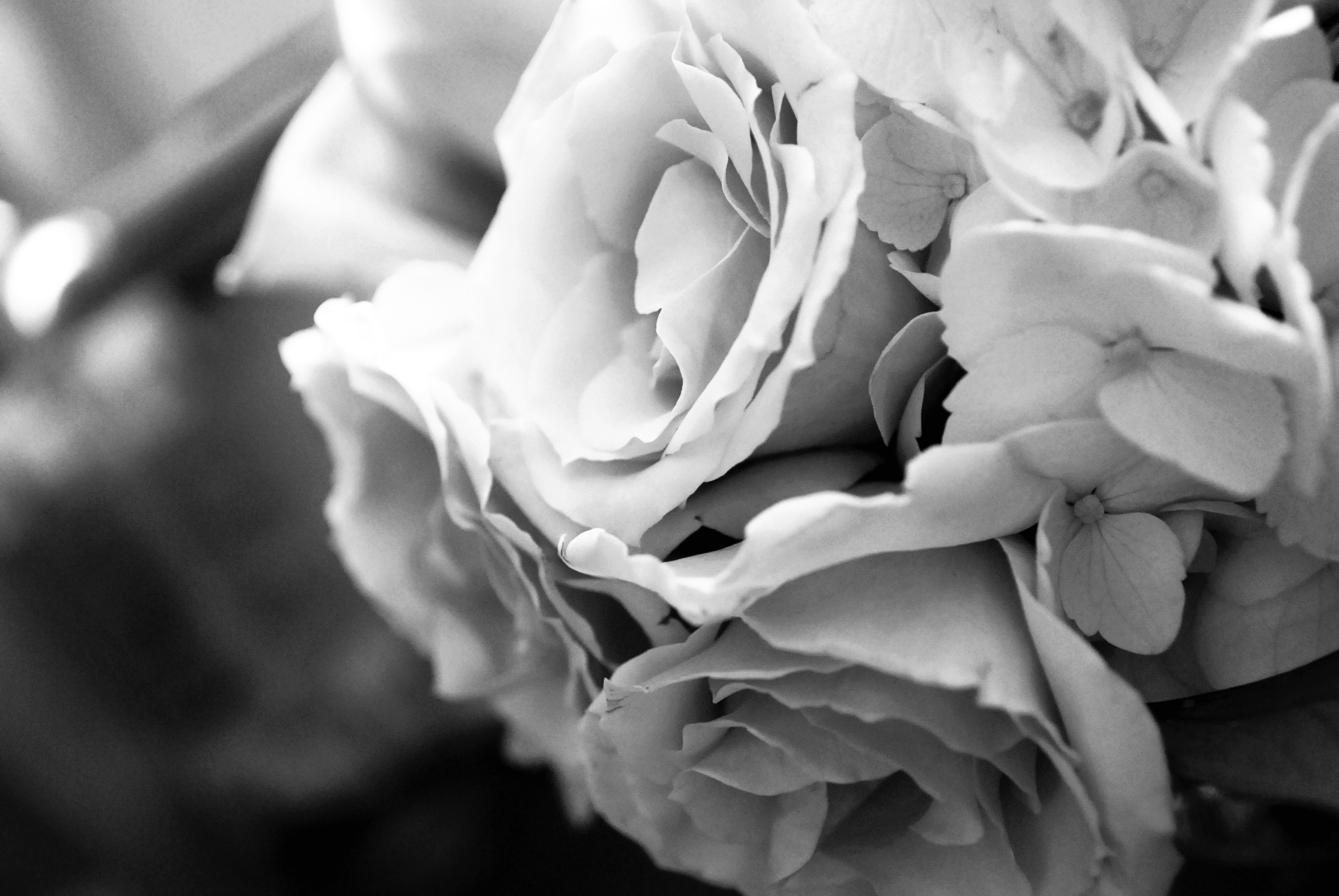 Black And White Flowers Wallpaper Hd - Black And White Rose Flower , HD Wallpaper & Backgrounds