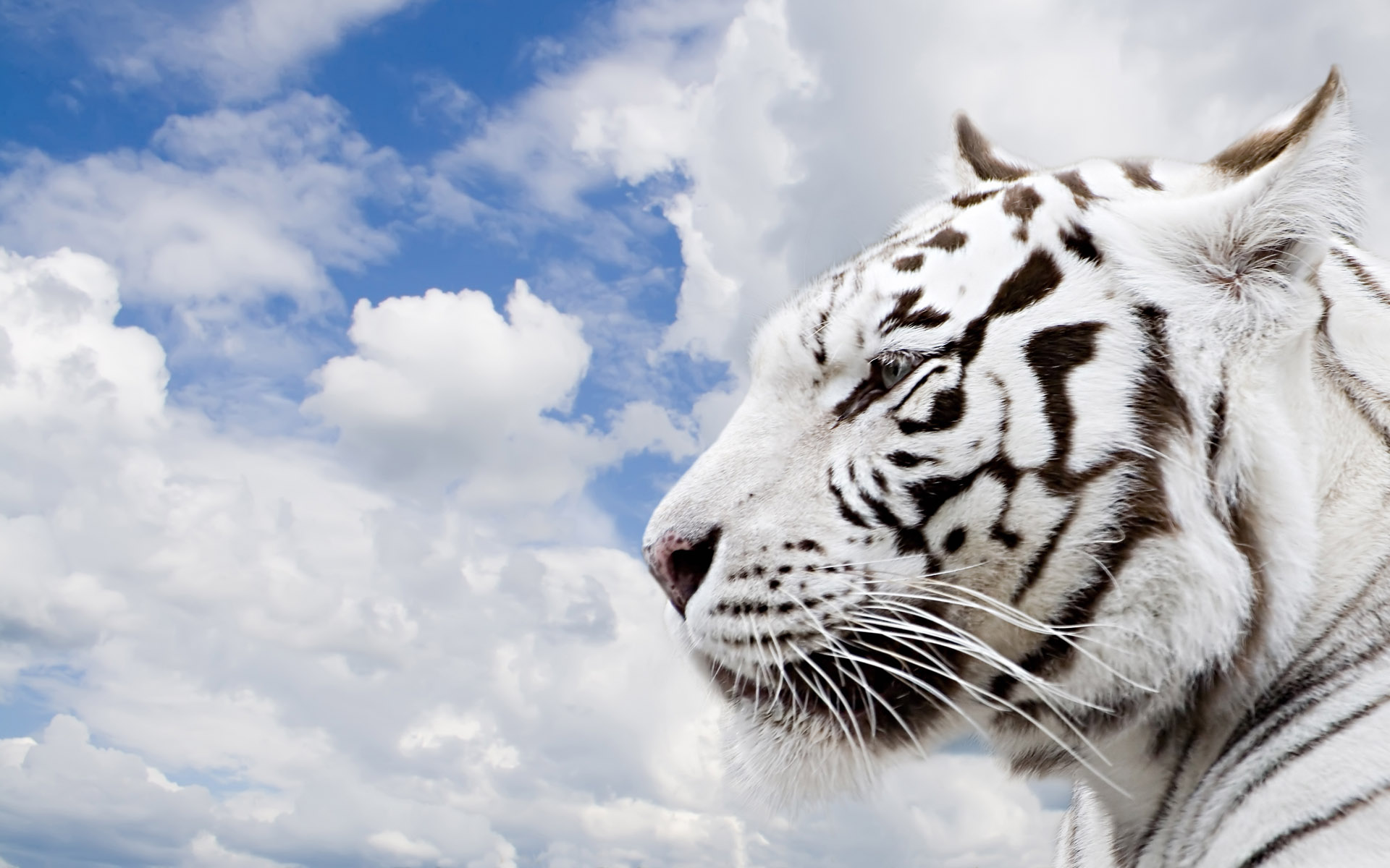 White Tiger Images Hd , HD Wallpaper & Backgrounds