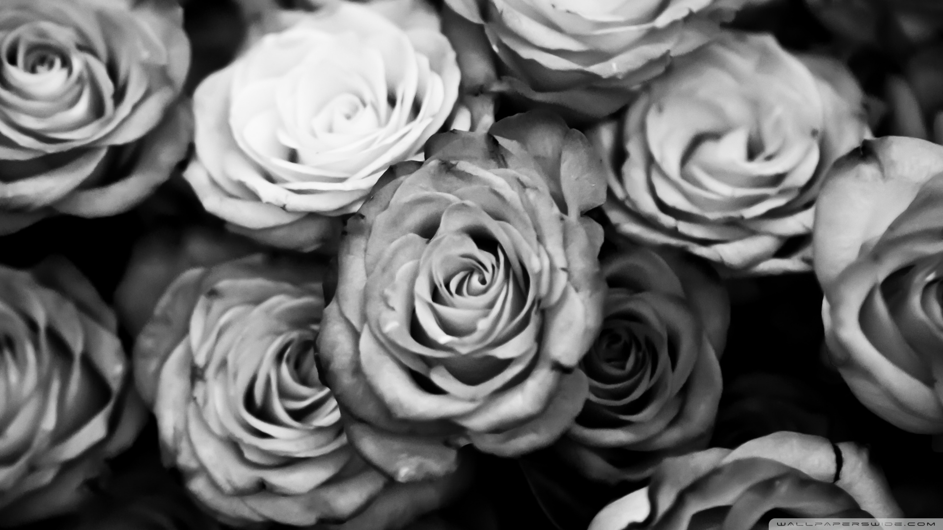 Black And White Roses Wallpaper Hd 43301 Hd Wallpaper