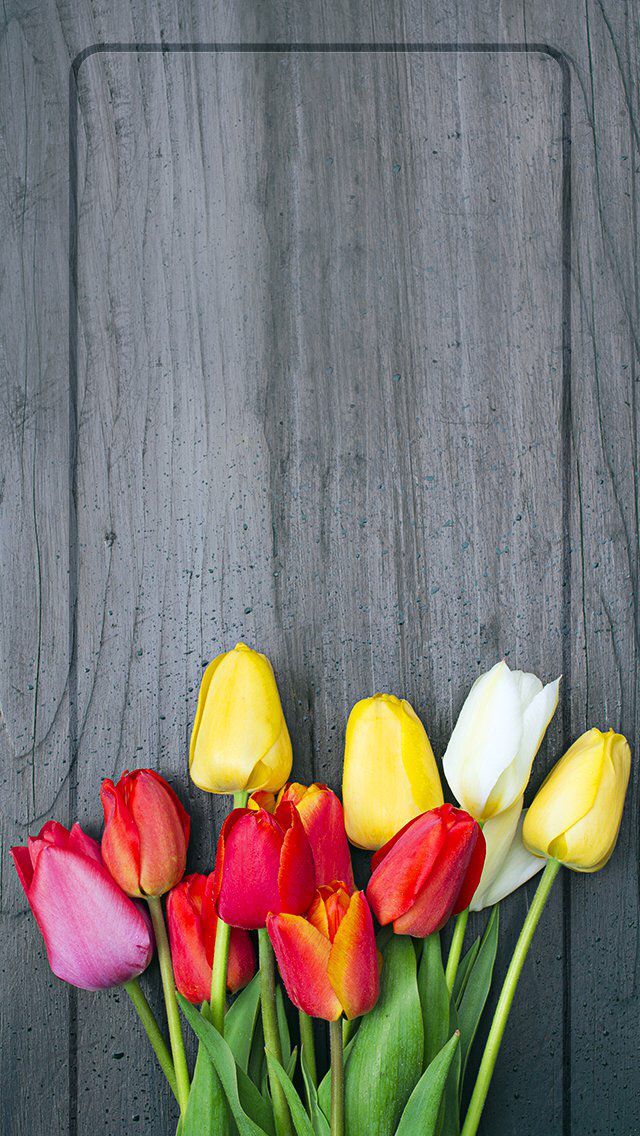 Wallpaper Bunga Tulip - Iphone 6 Wallpaper Tulips , HD Wallpaper & Backgrounds