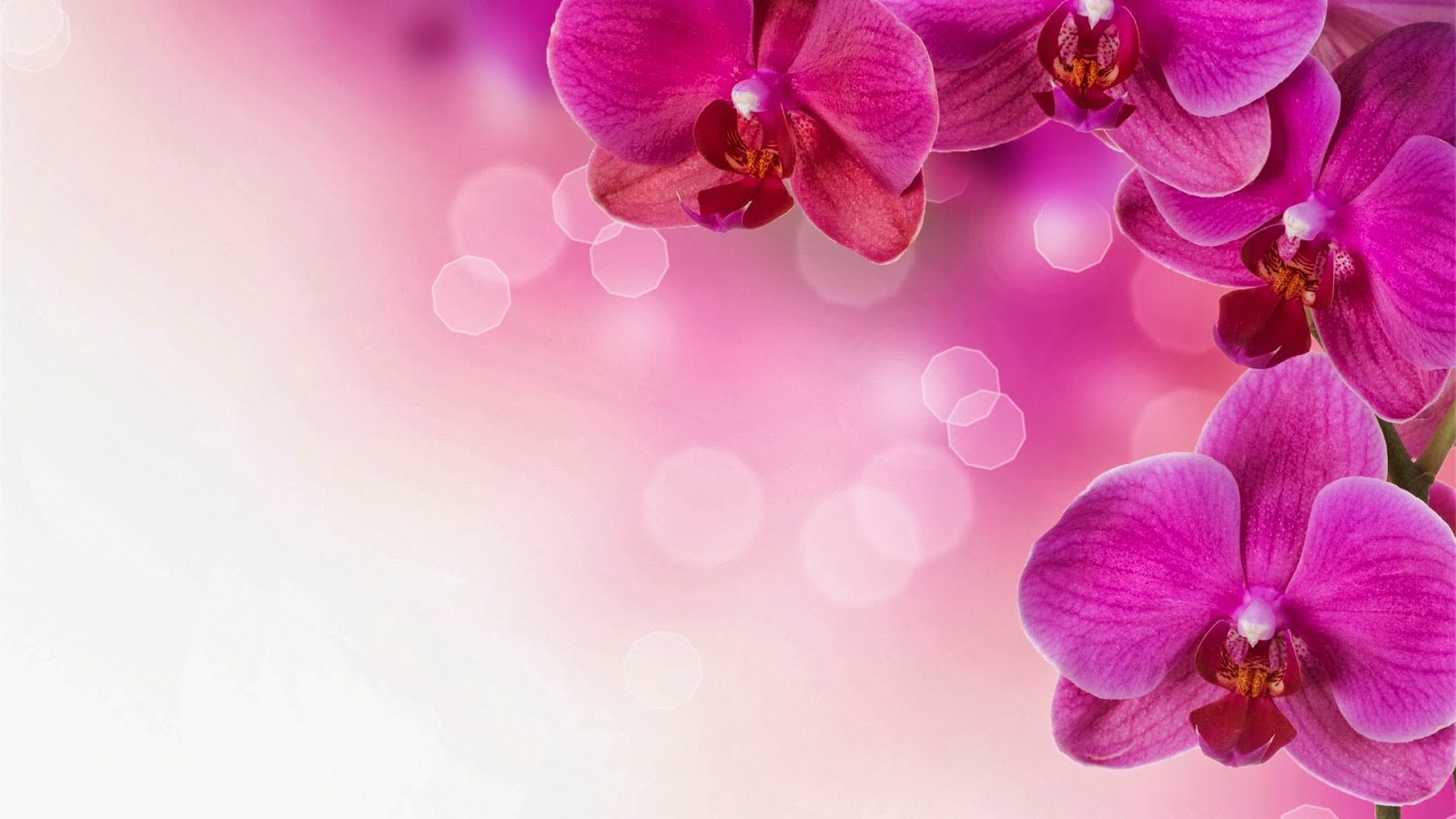 30 Wallpaper Bunga Cantik - Pink Flowers Backgrounds , HD Wallpaper & Backgrounds