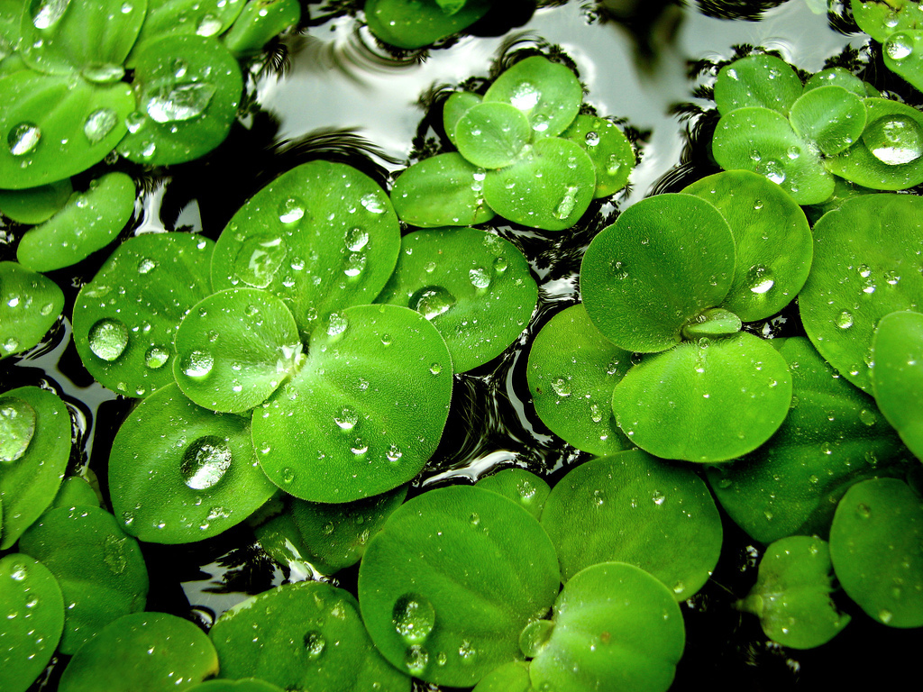 Bunga Ditaman Green - Water Lettuce Floating Plants , HD Wallpaper & Backgrounds