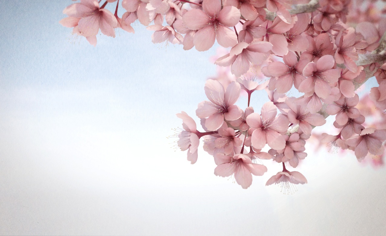 Sakura Flower Wallpaper Hd , HD Wallpaper & Backgrounds