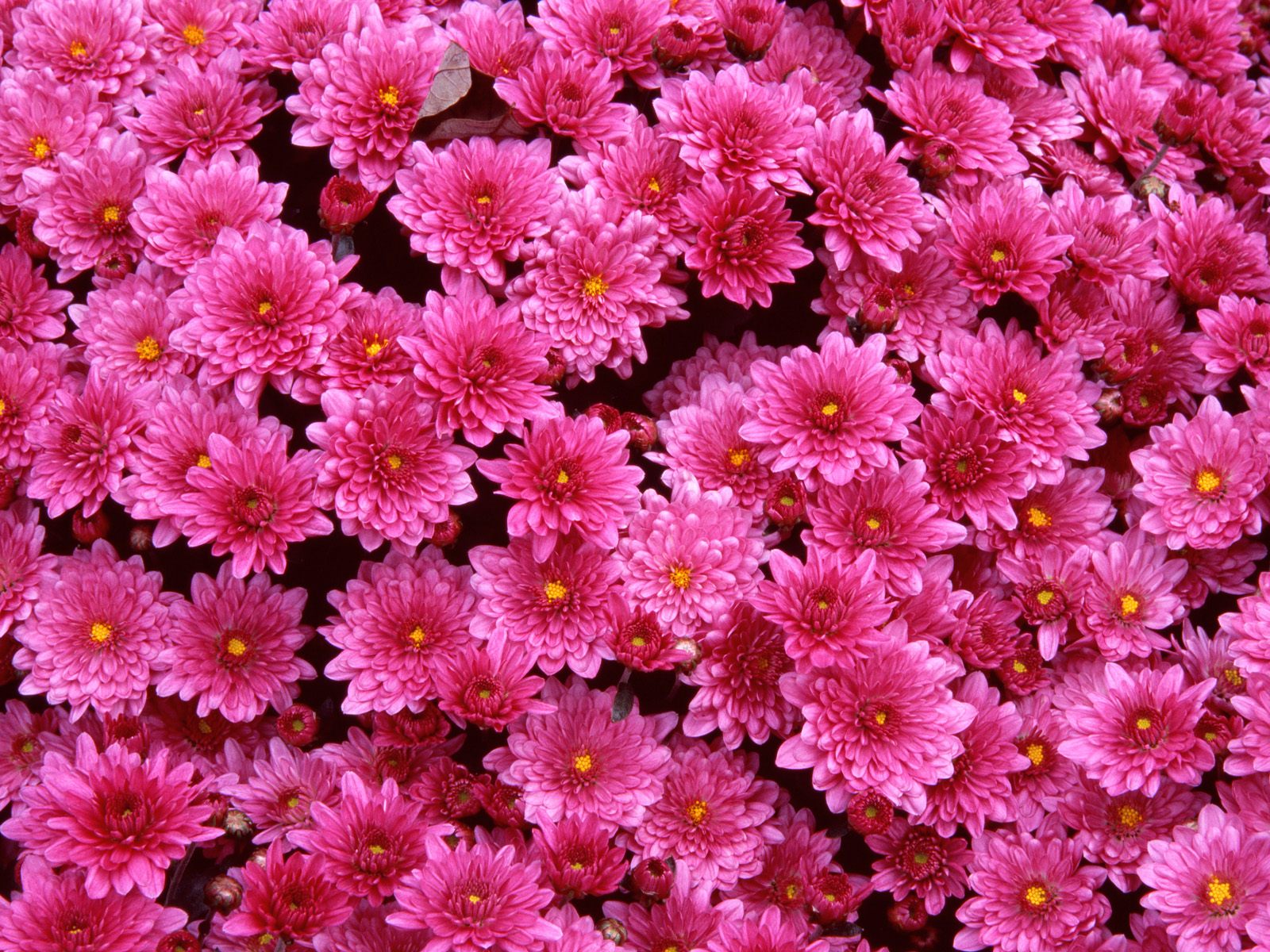 Wallpaper Gambar Bunga - Pink Beautiful Flowers , HD Wallpaper & Backgrounds