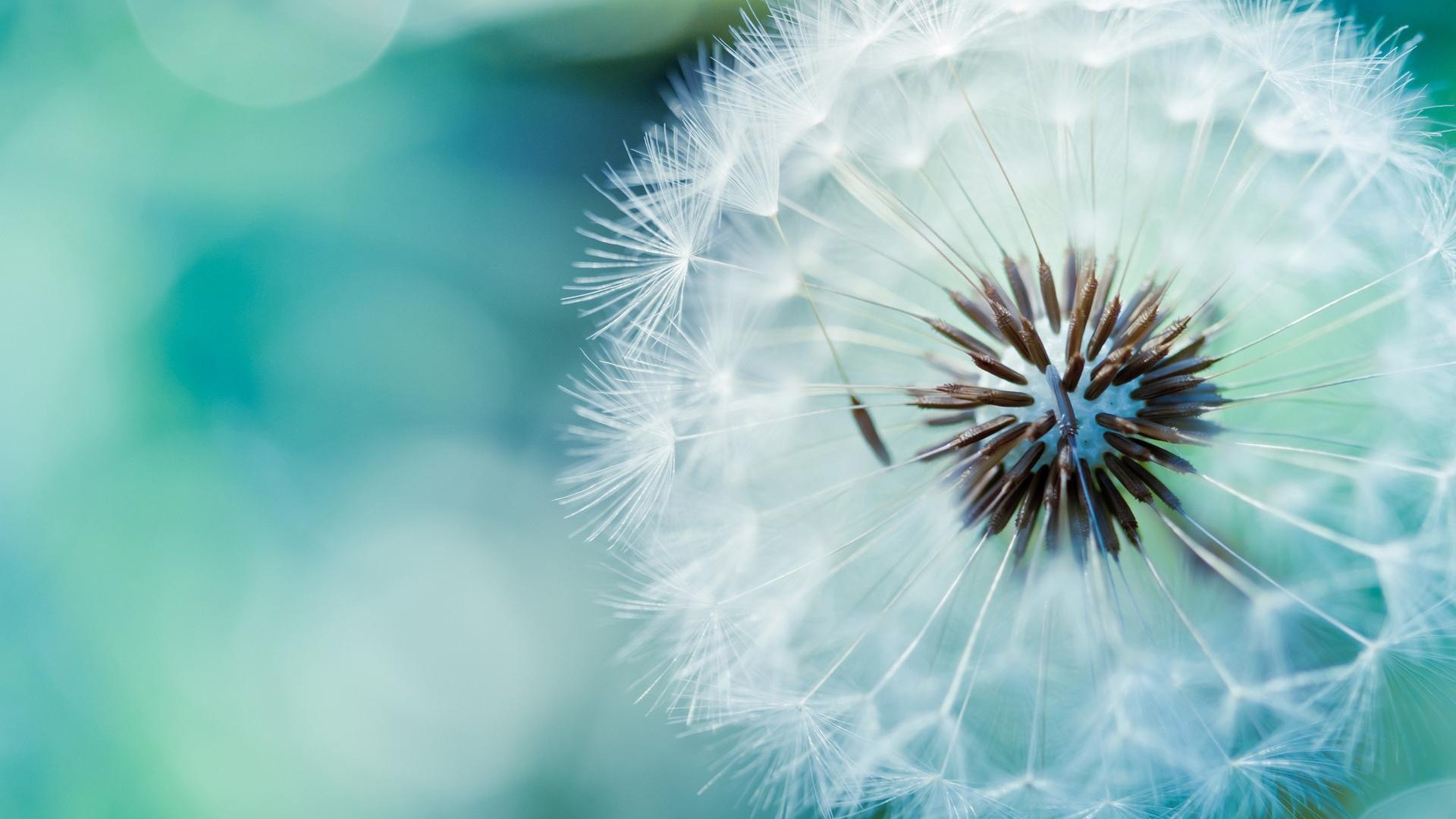 Wallpaper Bunga - Dandelion 4k , HD Wallpaper & Backgrounds