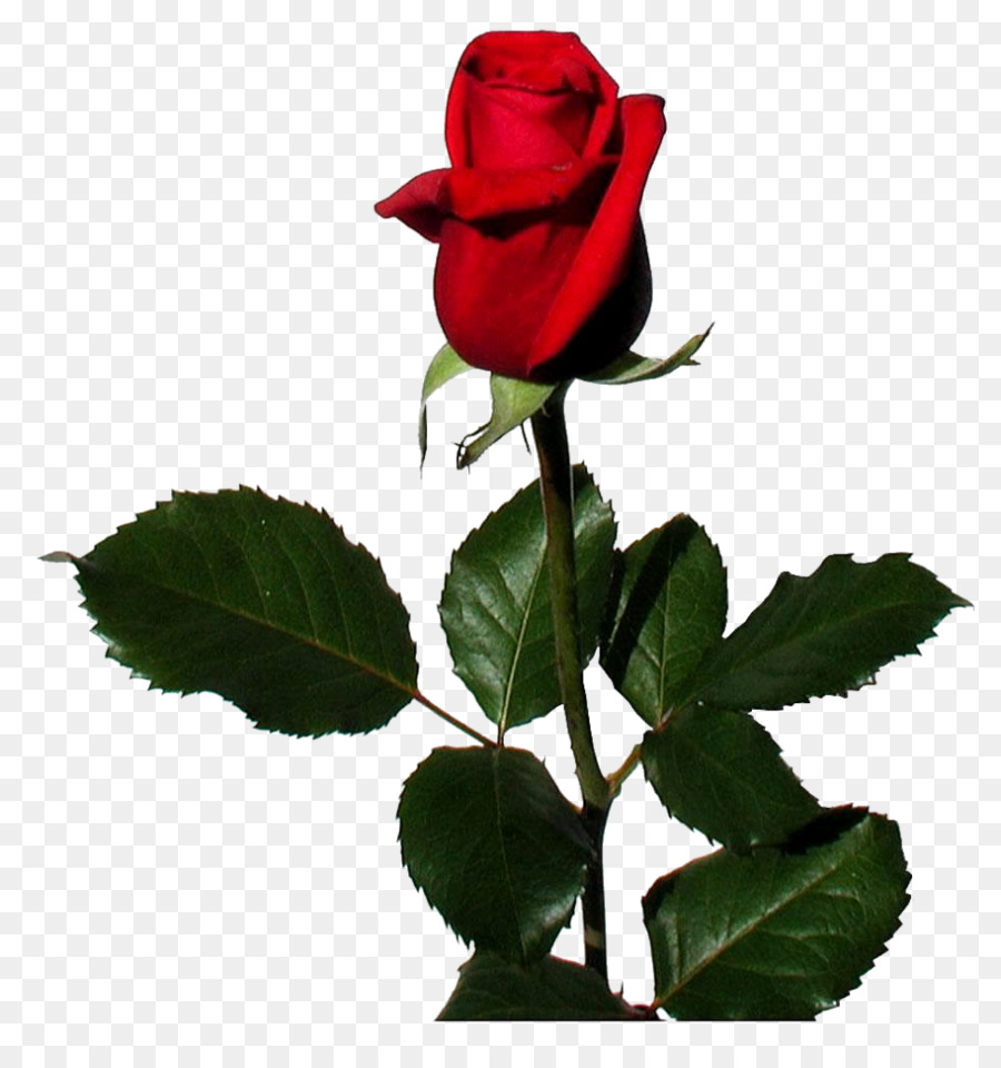 Gambar - Red Rose Flower , HD Wallpaper & Backgrounds